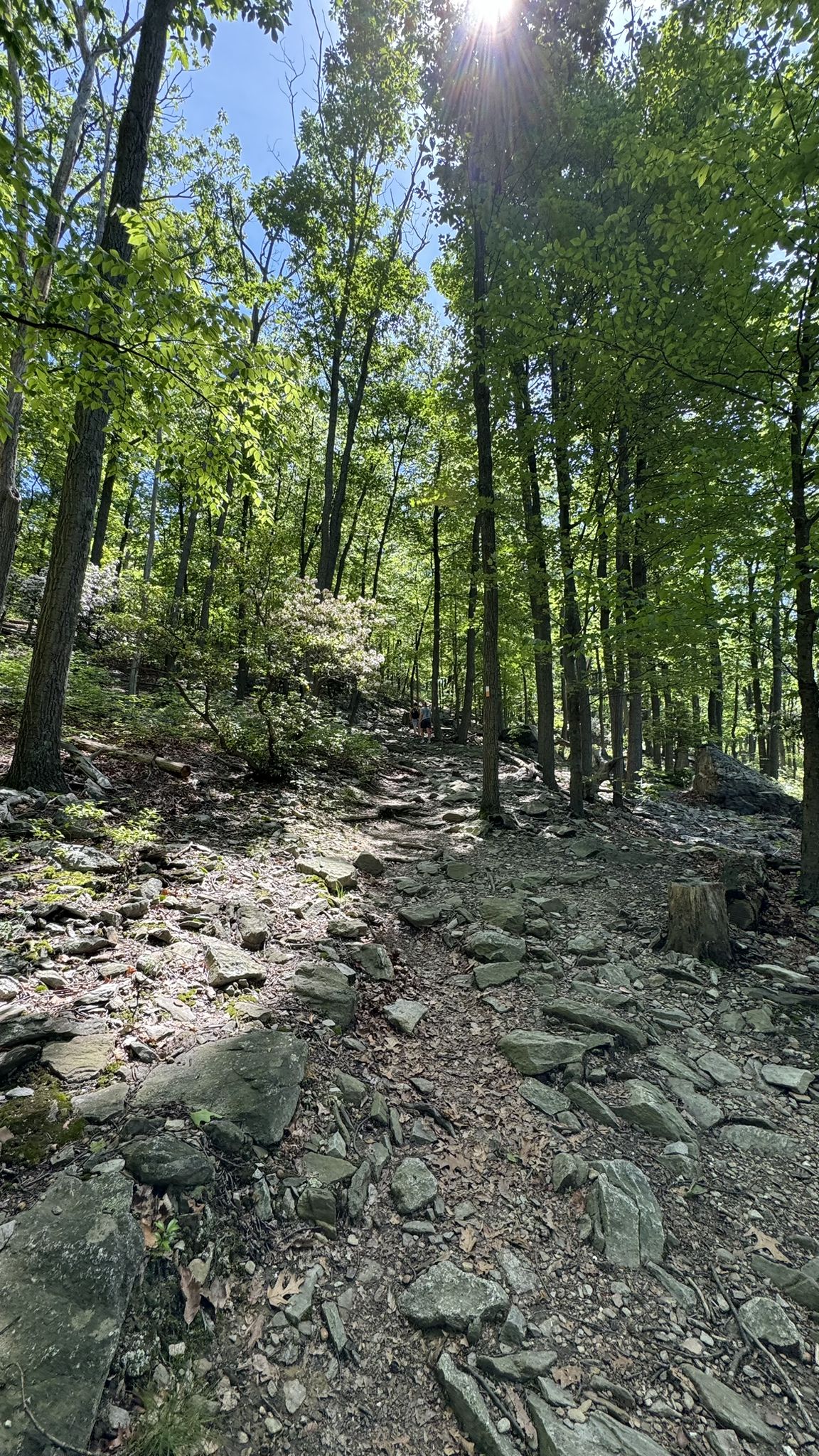 A rocky path ascends through a sun-dappled forest with tall green trees. - Chimney Rock