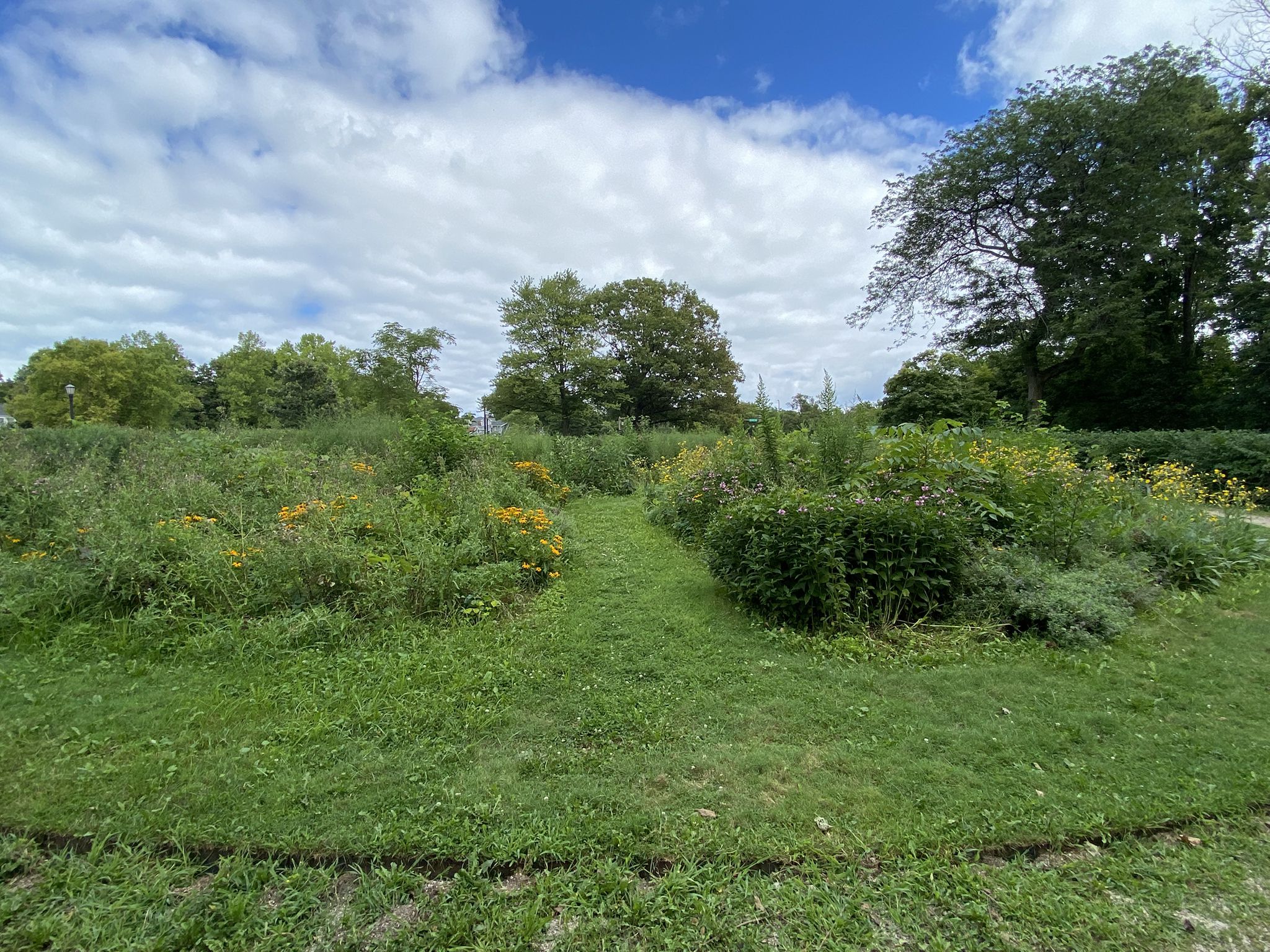 Grassy path winding through a vibrant field of wildflowers under a cloudy sky. - North Shore Channel Trail