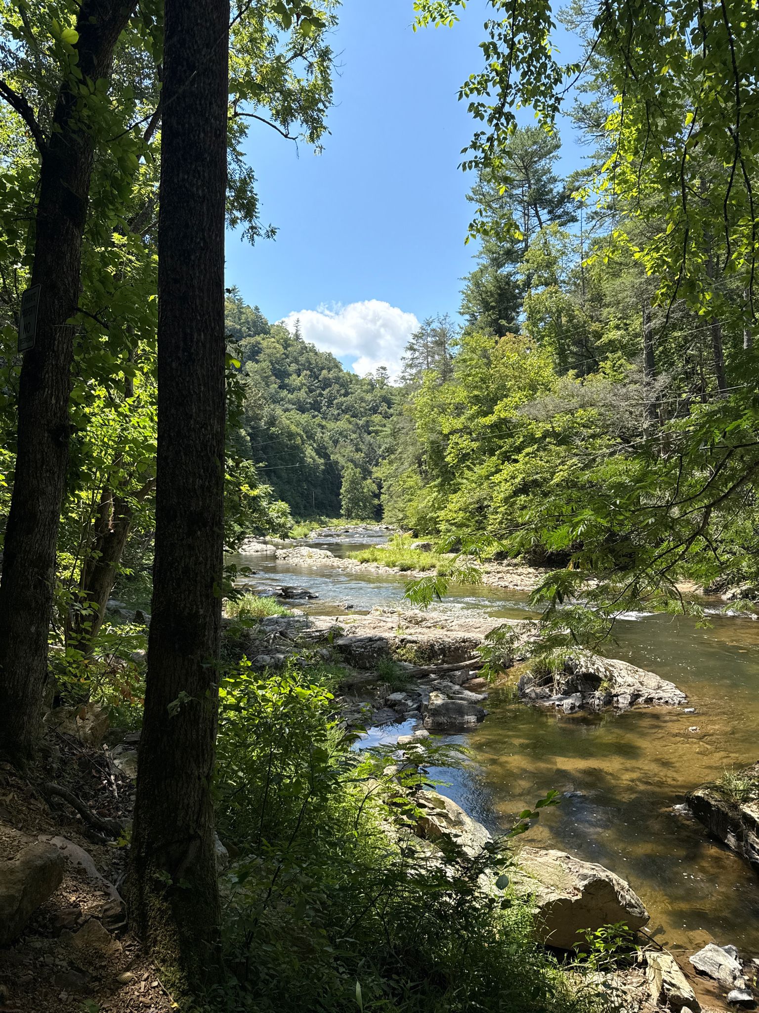 Sunny view of a rocky river winding through a vibrant green forest. - Laurel River Trail