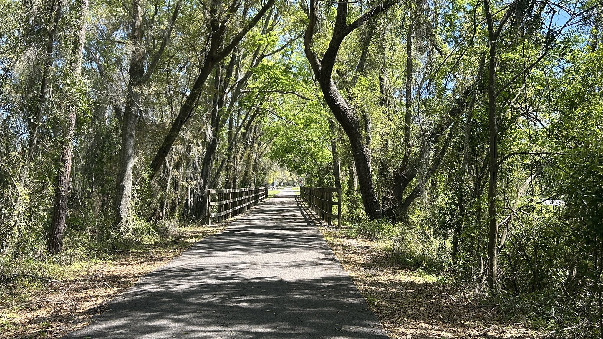 Paved path winding through a sunlit forest with moss-draped trees and fences. - Nature Coast State Trail