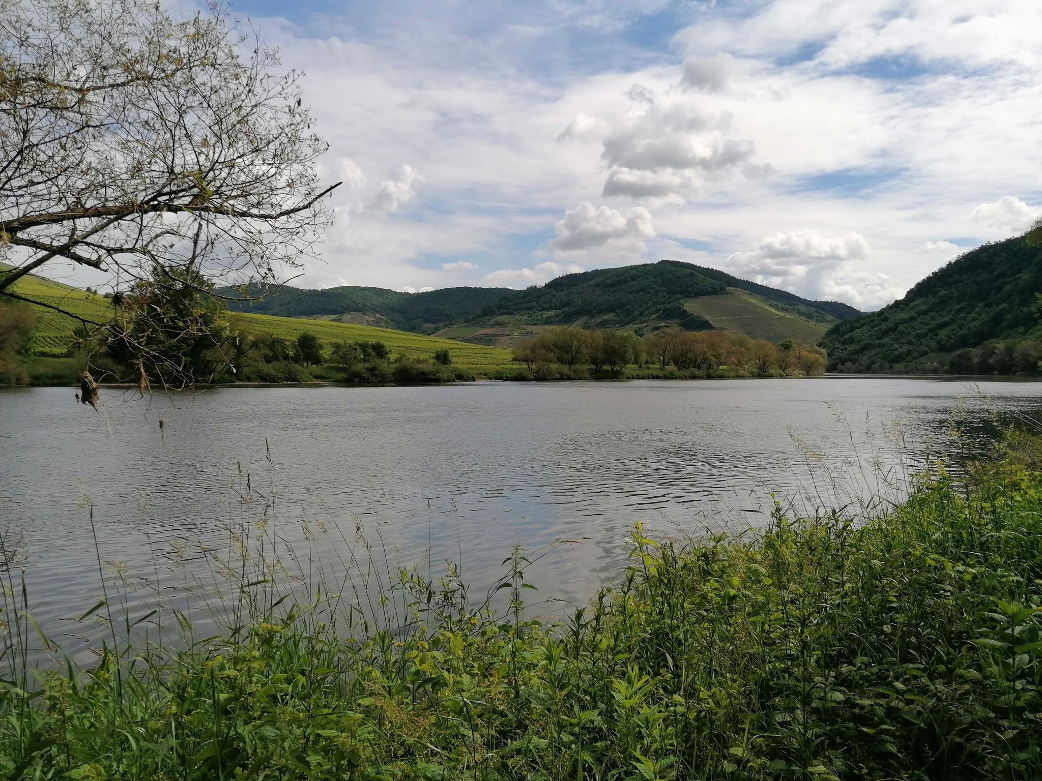 Moselpanorama zwischen Zell und Briedel