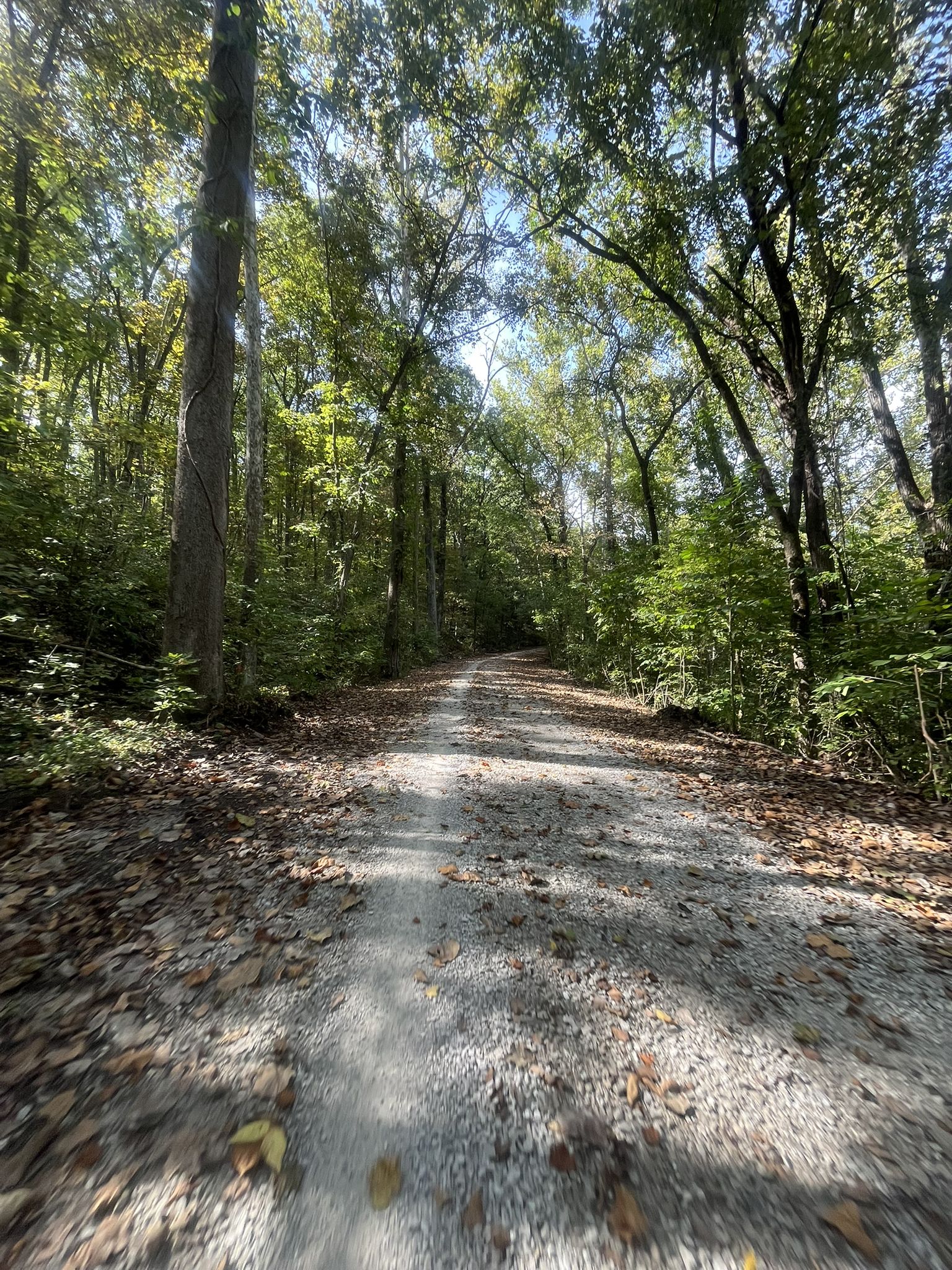A wide gravel path under a canopy of sun-dappled green trees. - Lost Valley, Abandoned Road, and Hamburg Trail Loop