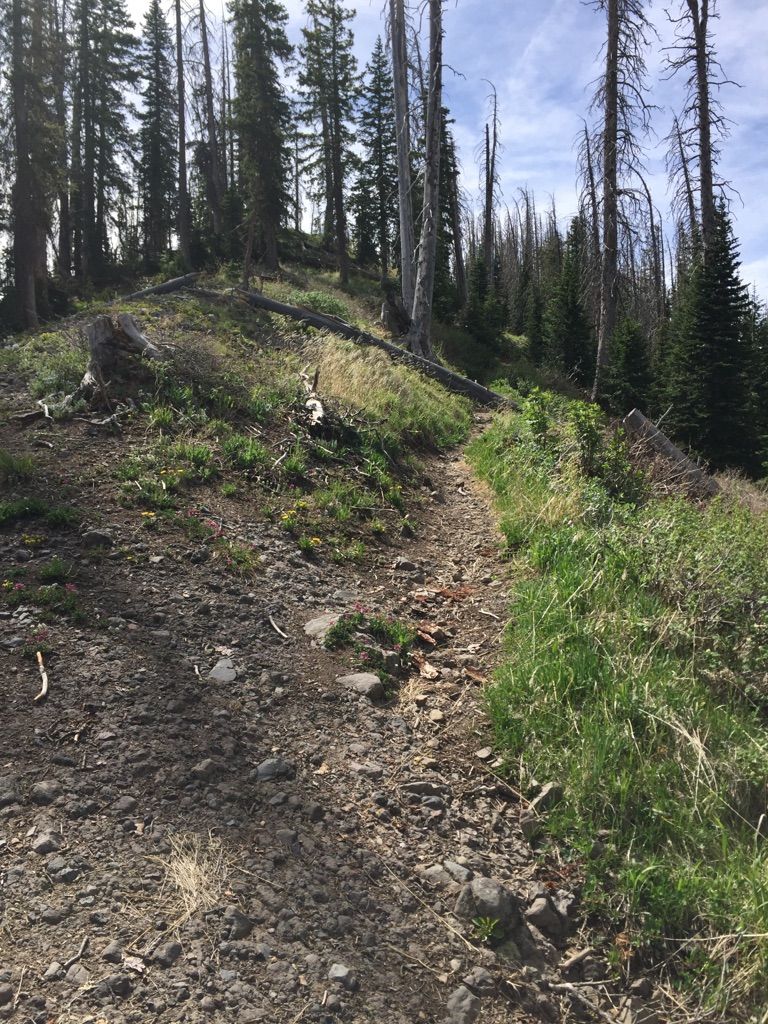 A narrow dirt trail winds uphill through a sunlit forest with dead trees. - Quartz Lake Trail