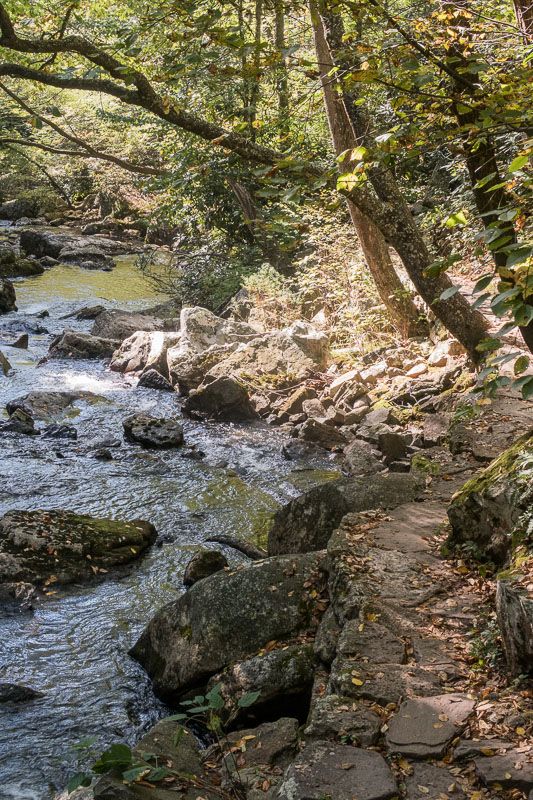 Sunlit rocky stream flowing through a forest with a dirt path. - Cascades National Recreation Trail