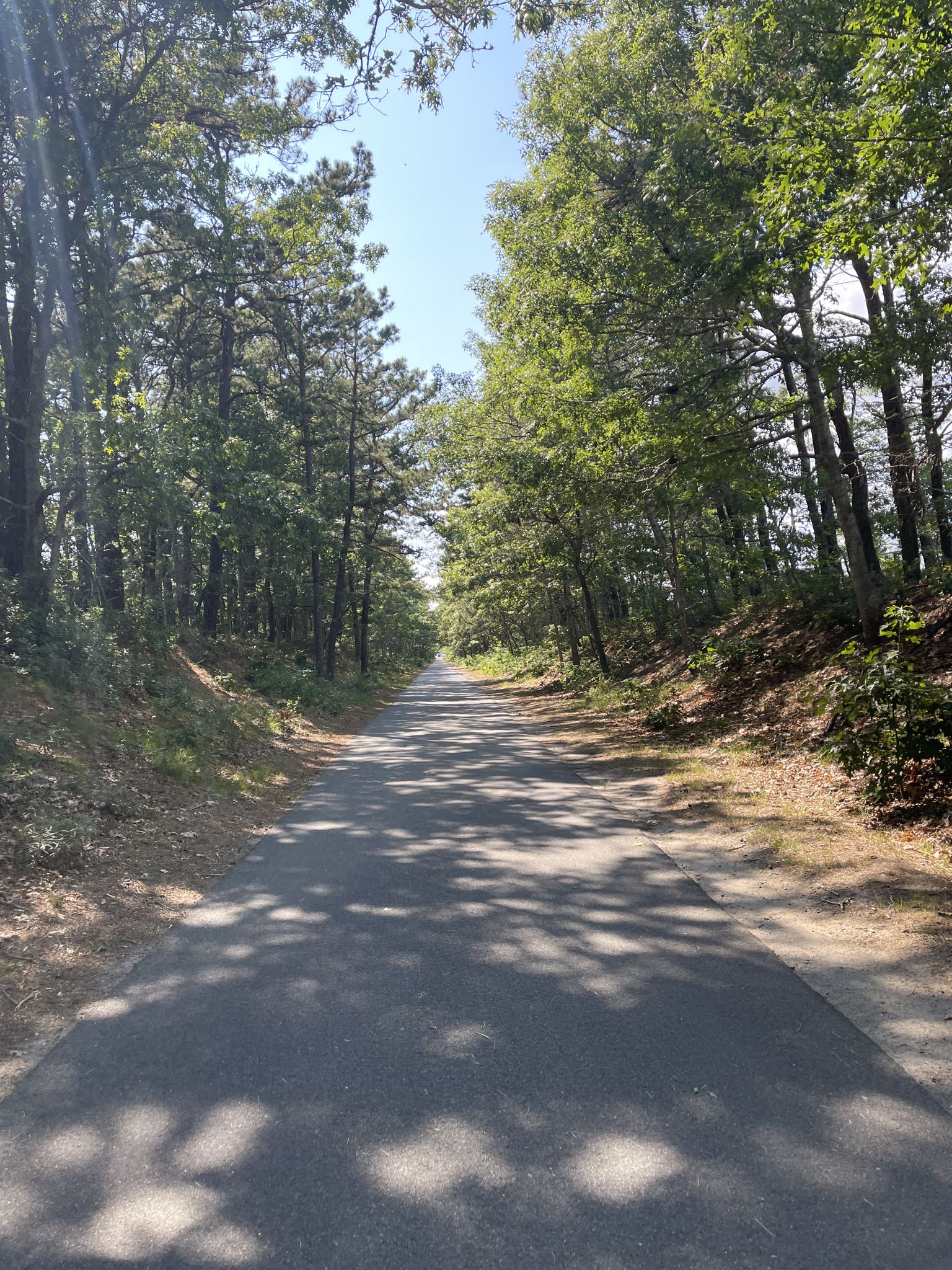 Paved path through a dense green forest with sunlight filtering through. - Chatham Rail Trail Extension loop from South Dennis