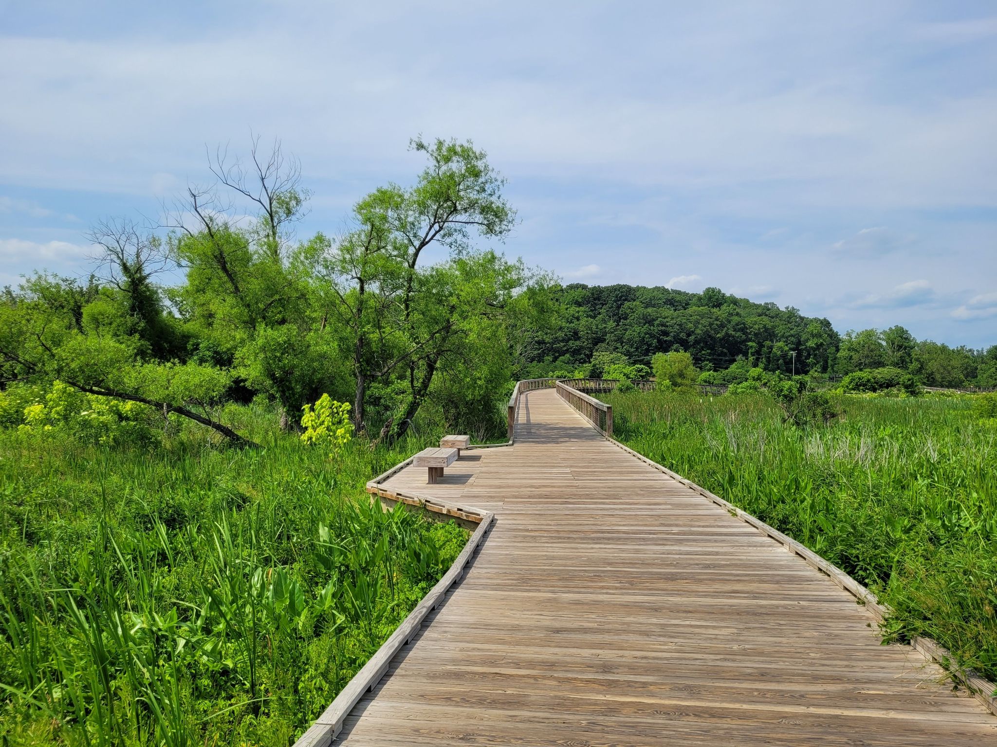 A wooden boardwalk curves through lush green marshland under a bright sky. - Potomac Heritage National Scenic Trail