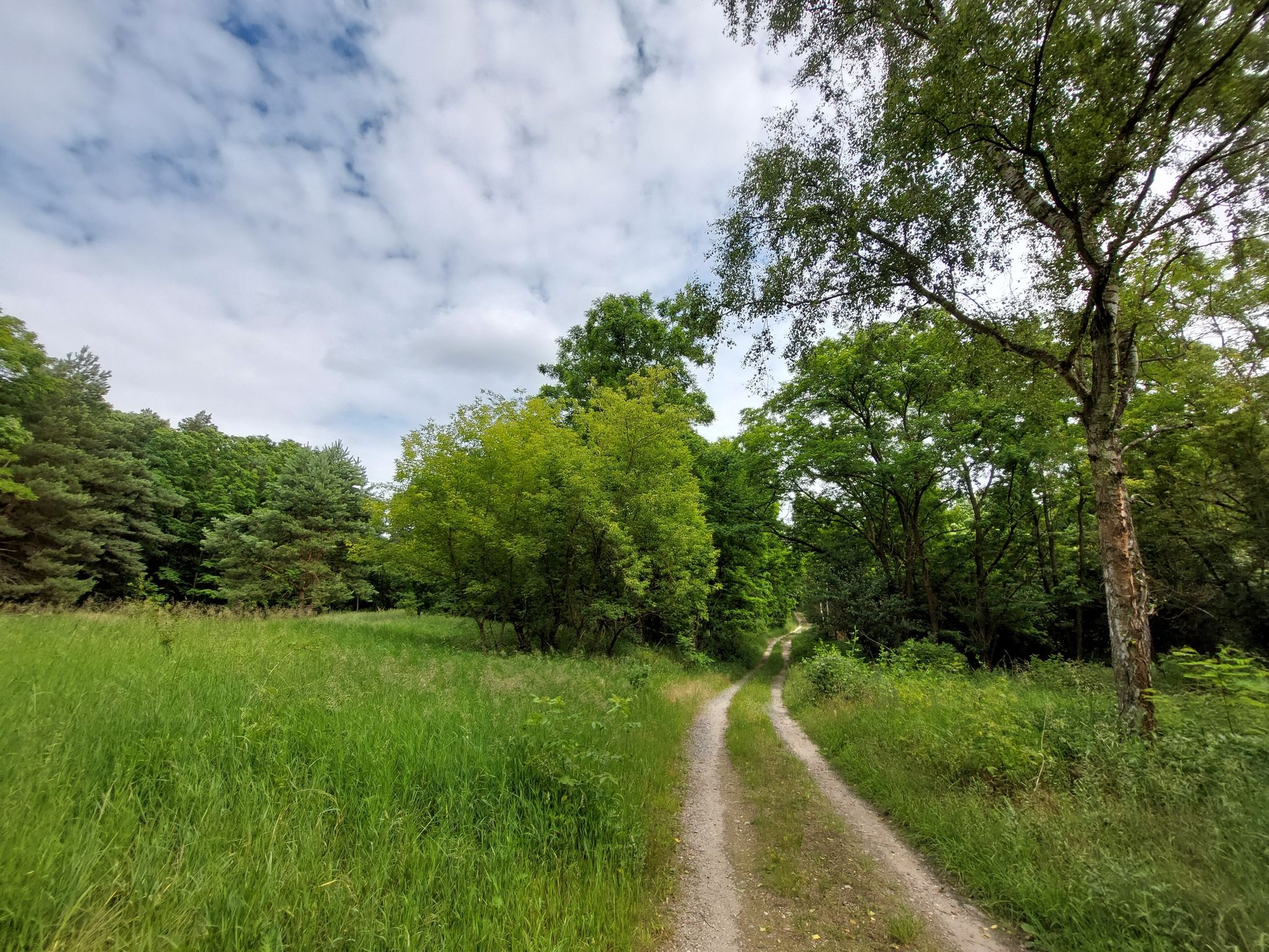 Schöner Weg durch den Wald 👍