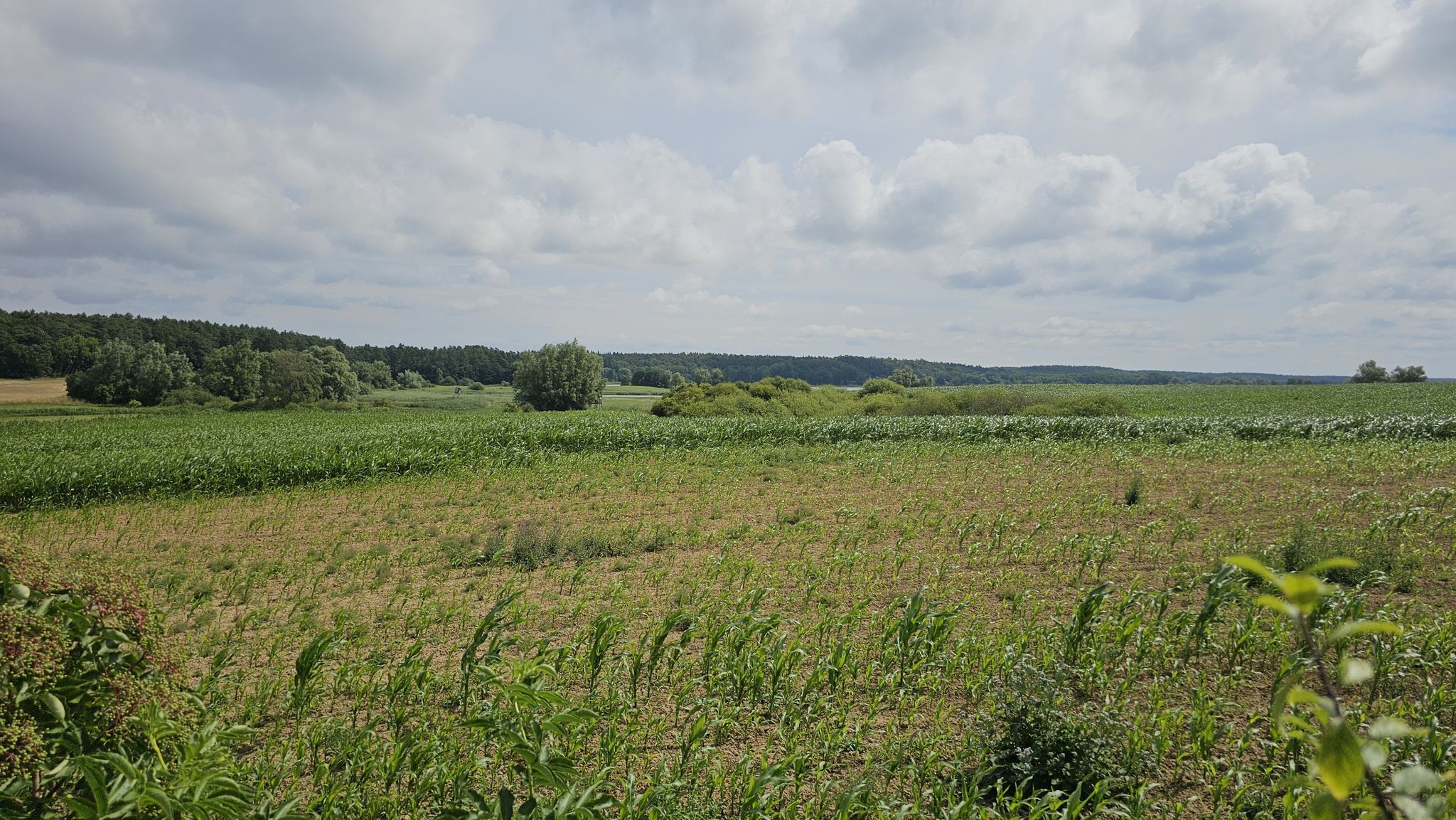 Aussicht vom Hochsitz