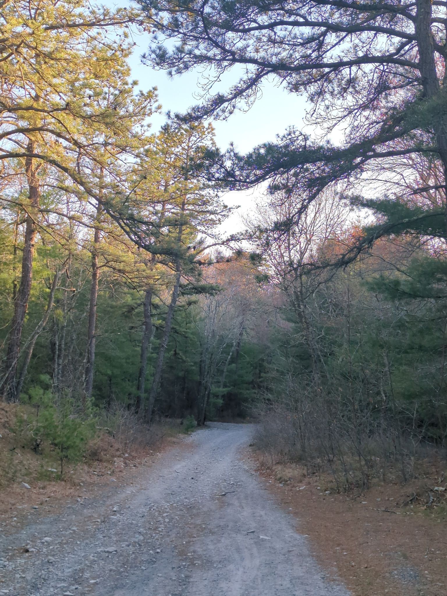 forest
