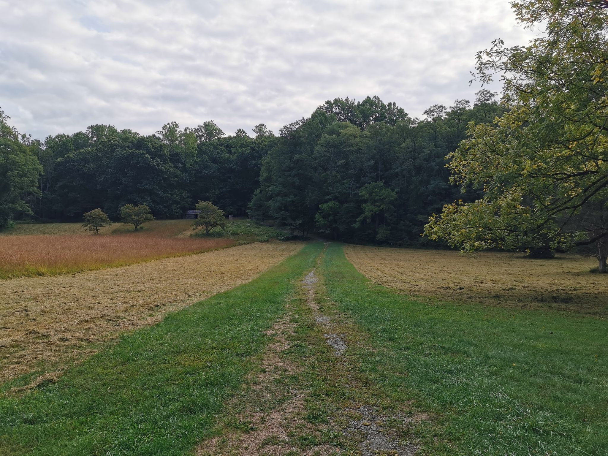 Grassy path through mowed fields leading to a dense forest under overcast sky. - Yellow Trail