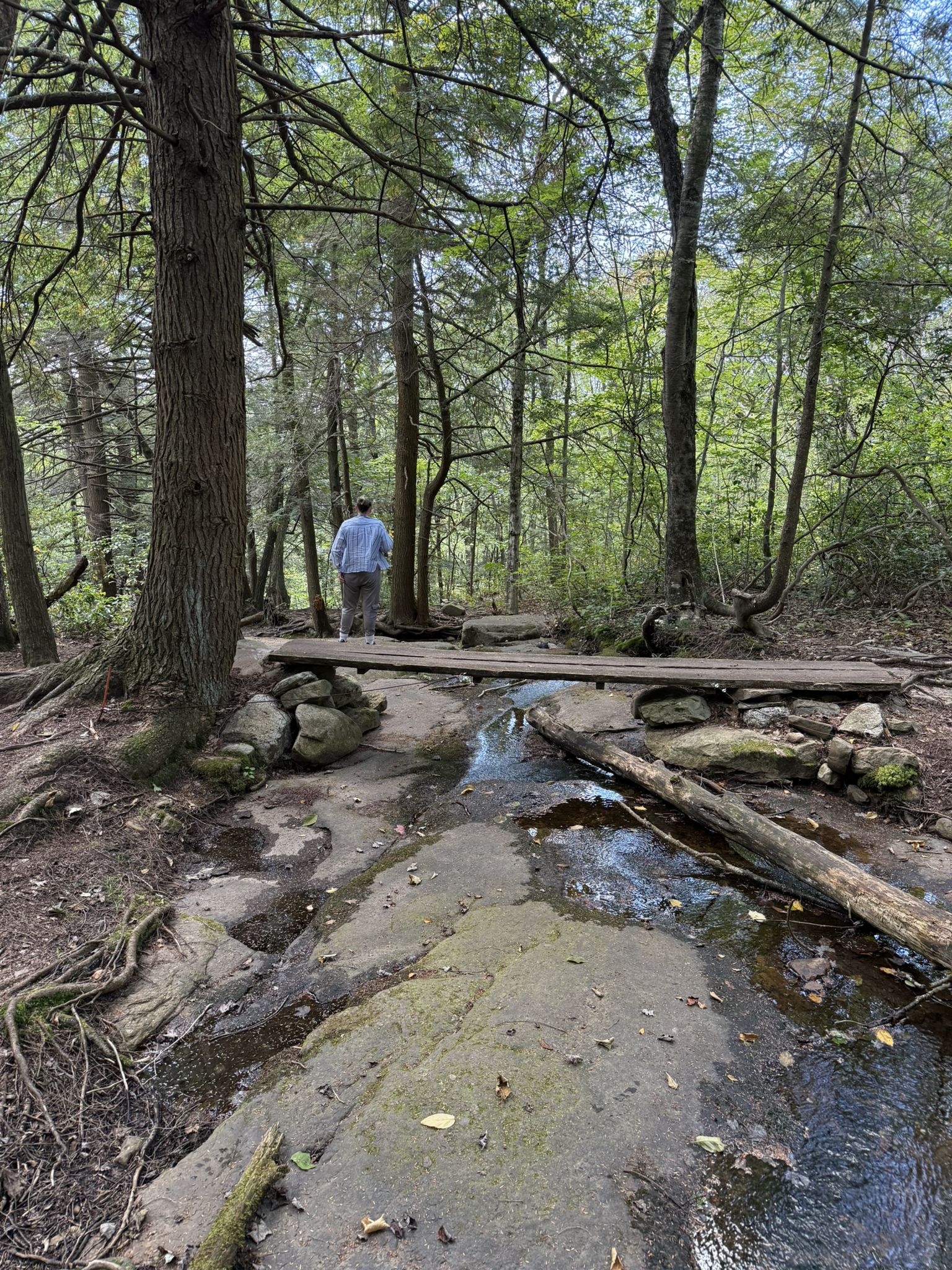 Person crosses a small wooden bridge over a rocky stream in a sunlit forest. - Bear Creek Preserve Red Loop Trail