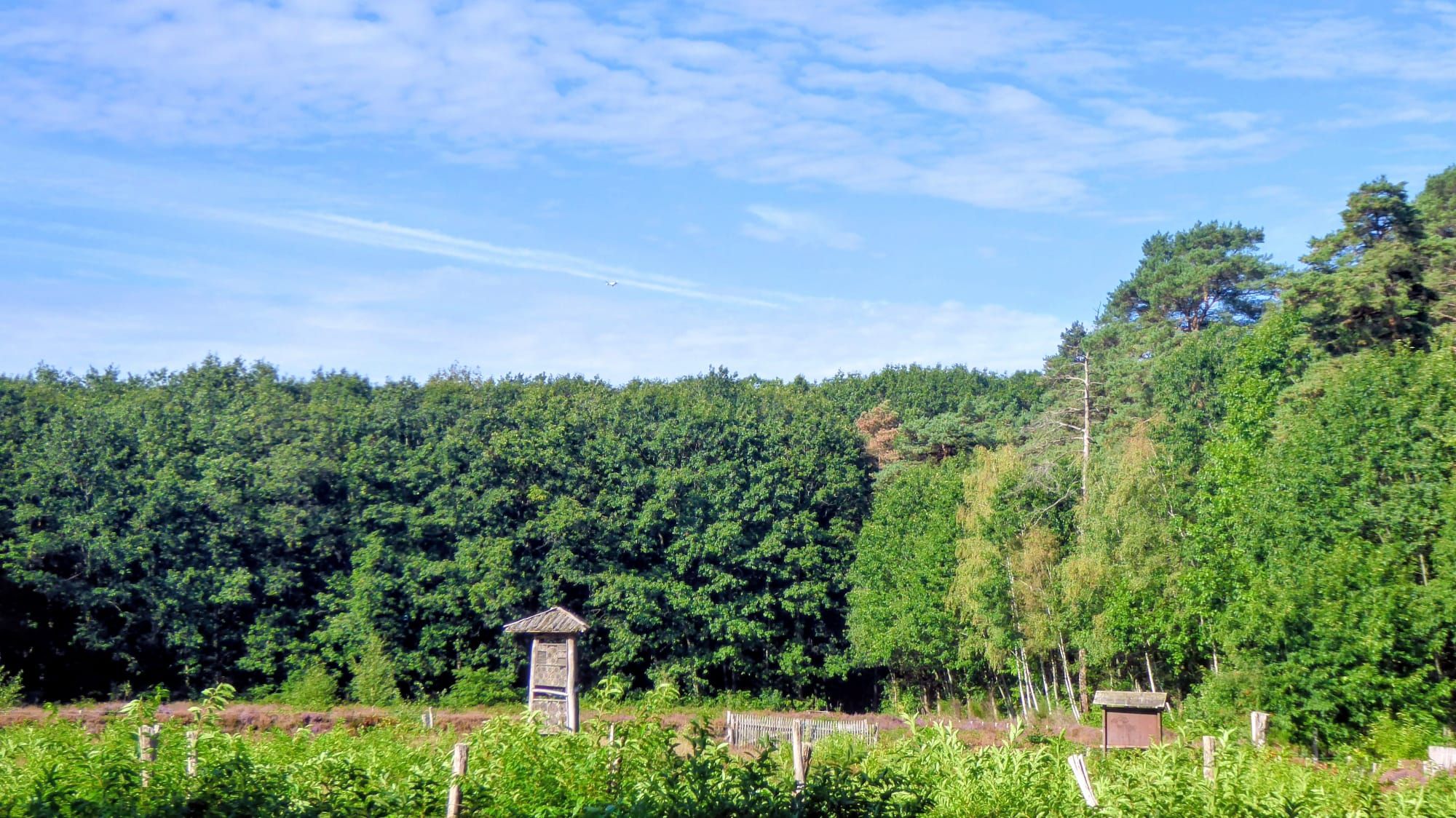 Heide in het Kloesebos
