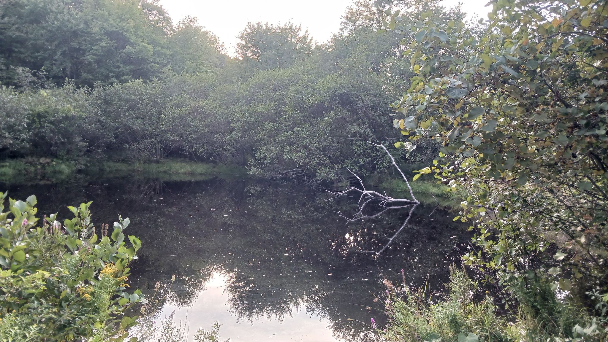 Dark water surrounded by dense green foliage under soft, natural light. - Sagamore Hill and Willow Hill Loop