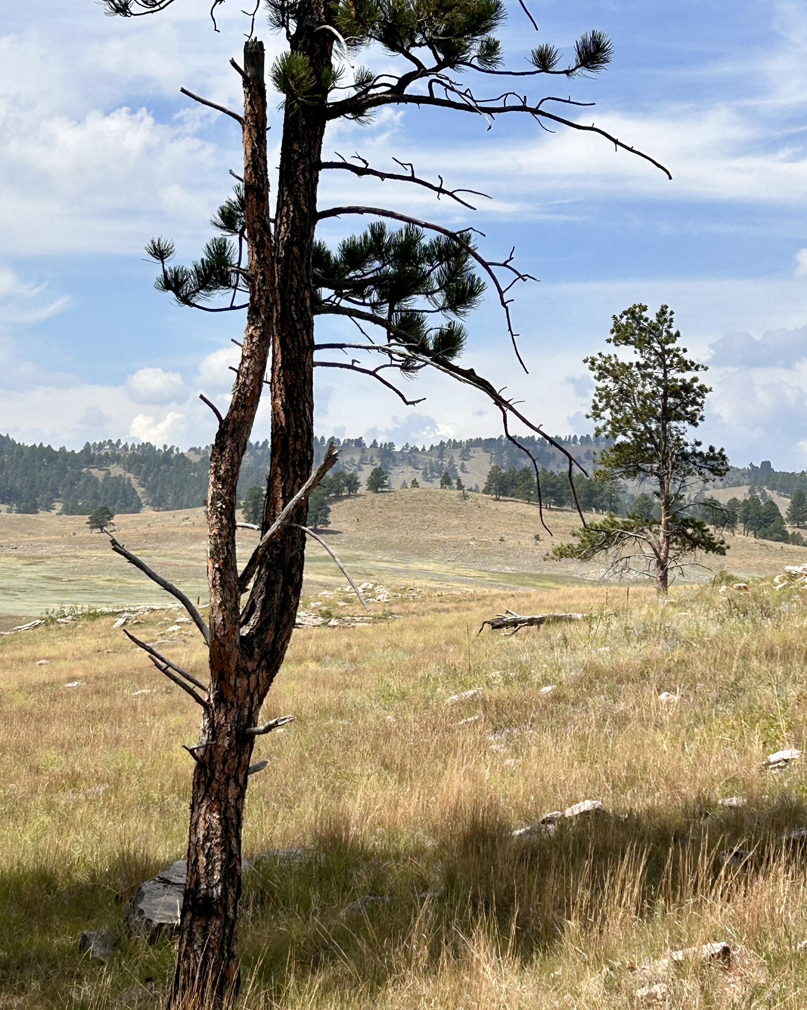 A tall pine tree stands in a sunny, grassy, hilly landscape. - Centennial Trail #89