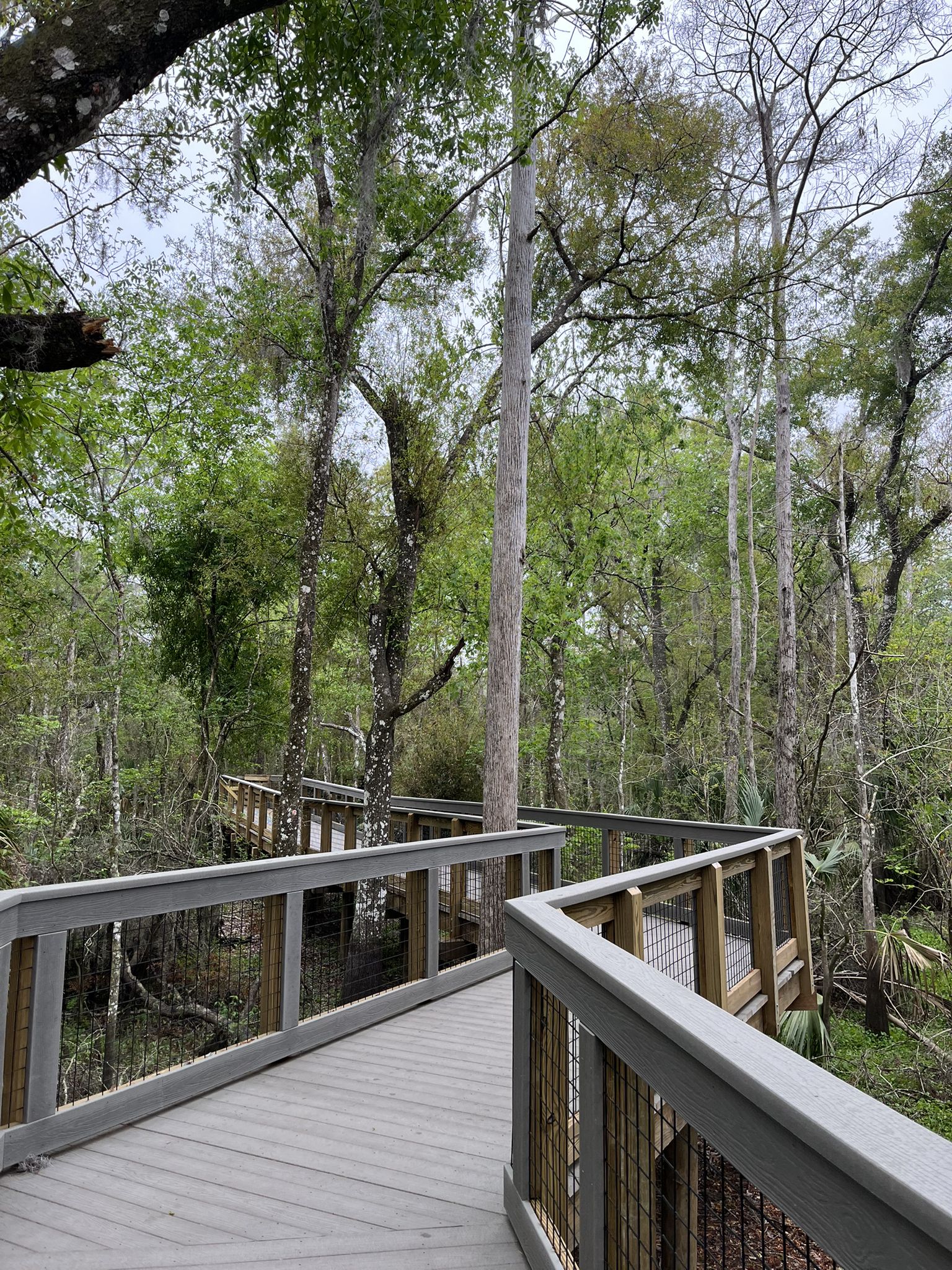 Elevated wooden boardwalk winding through a lush green forest. - Lettuce Lake Park Boardwalk