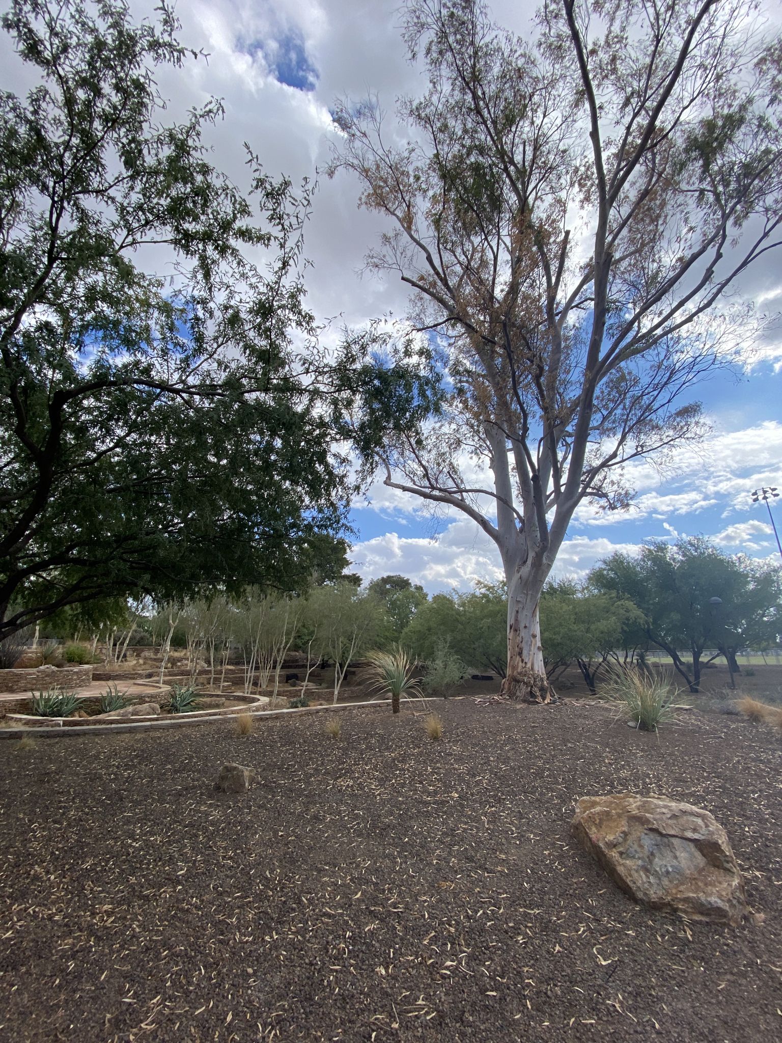 Two large trees under a partly cloudy sky, with mulched ground and garden beds. - Camelback Park – Chaparral Lake loop from Scottsdale