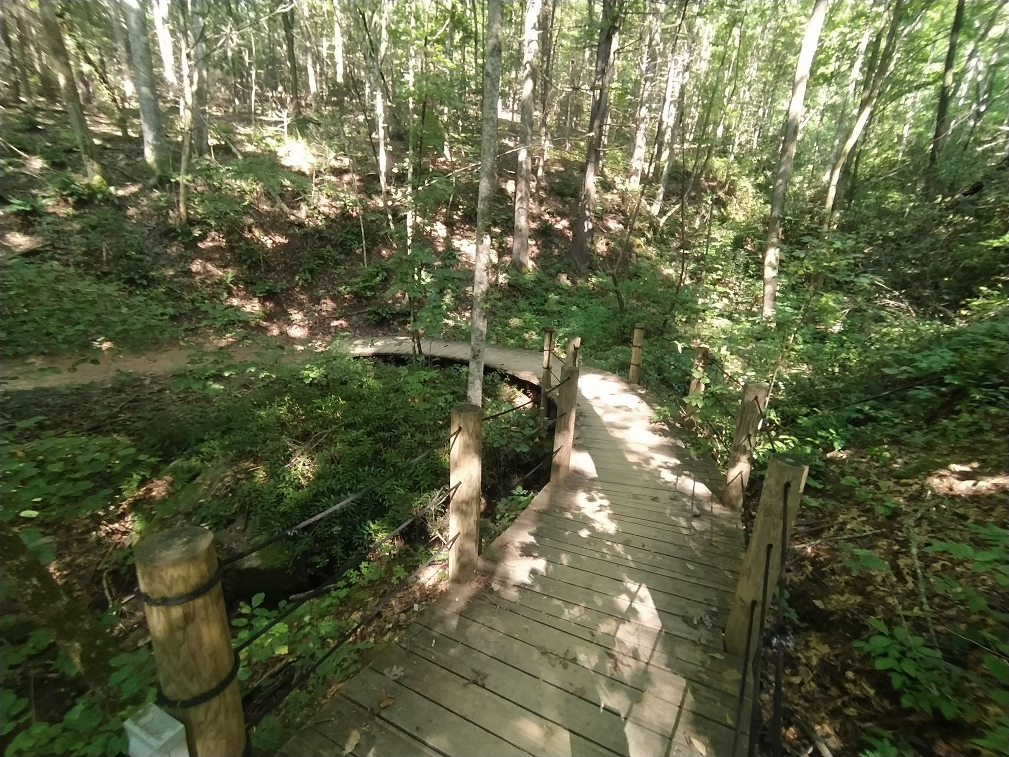 A winding wooden footbridge through a lush, sun-dappled green forest. - Buffalo Creek Park Loop