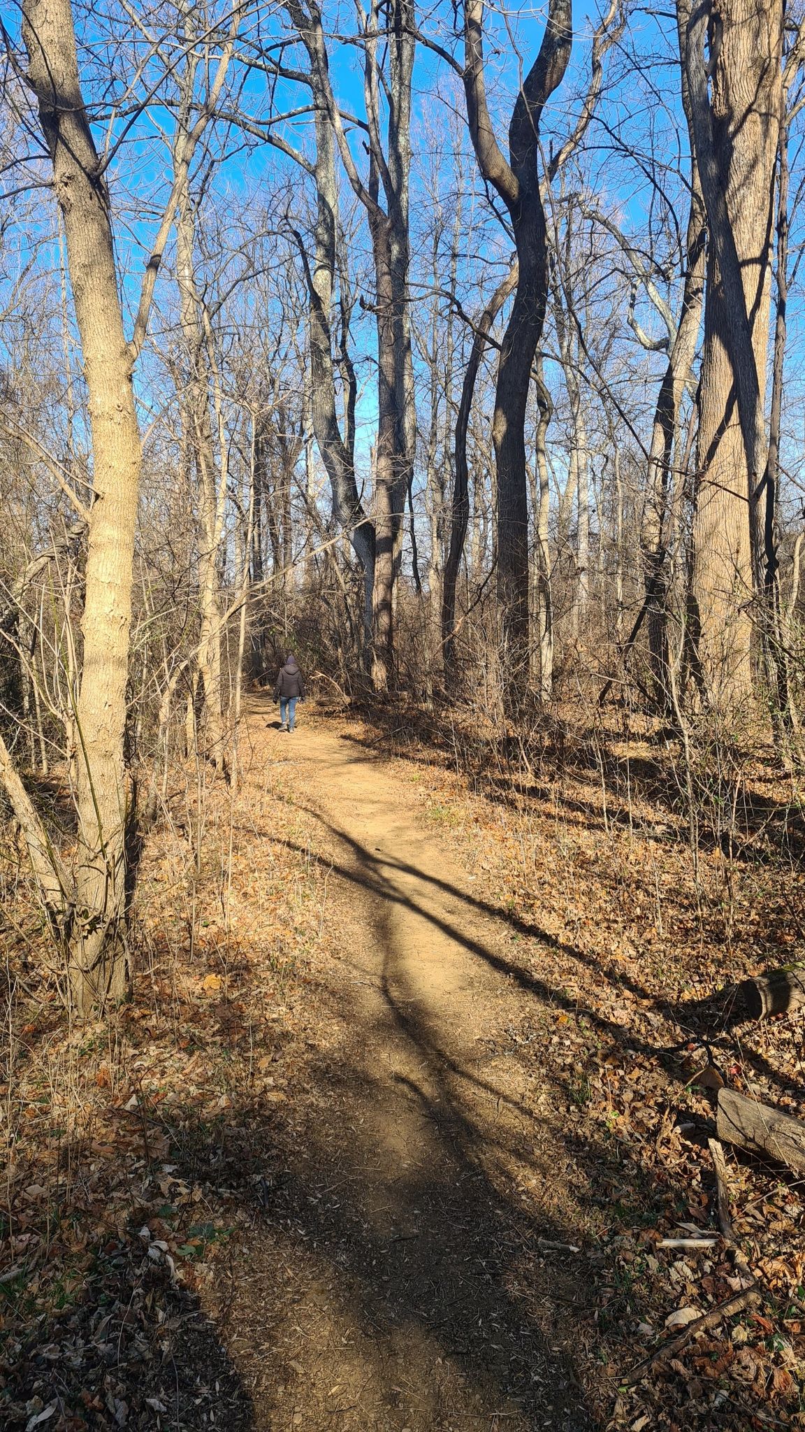 A person walks on a sunlit dirt path through a bare winter forest. - Buzzard Hill via Appalachian Trail