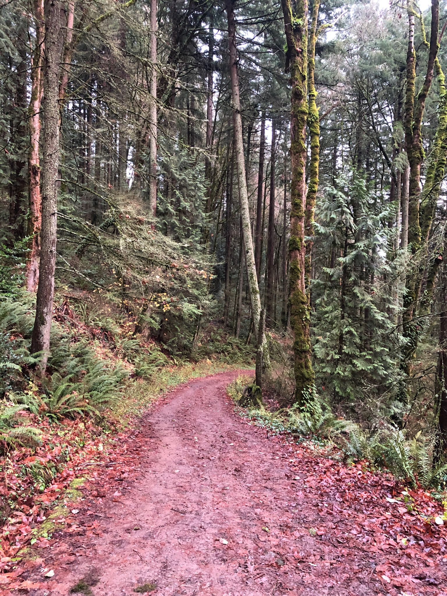 Mossy evergreen forest trail covered in reddish-brown fallen leaves. - Forest Park: Leif Erikson and Saltzman Loop