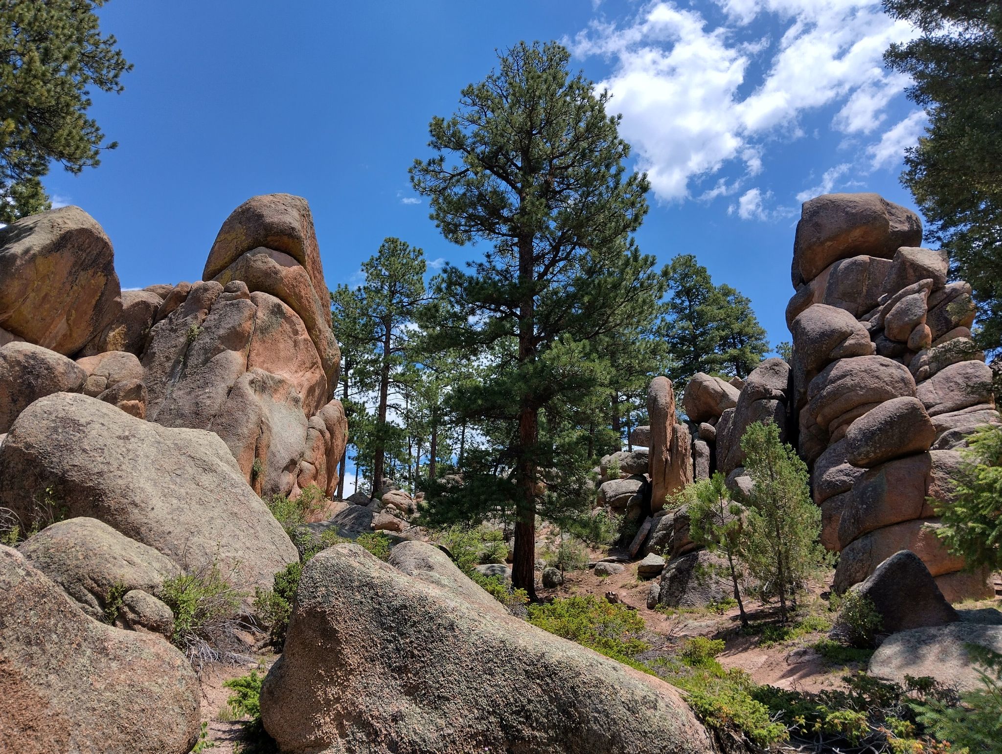 Towering rock formations and tall pine trees under a bright blue sky. - Little Scraggy Trail Loop