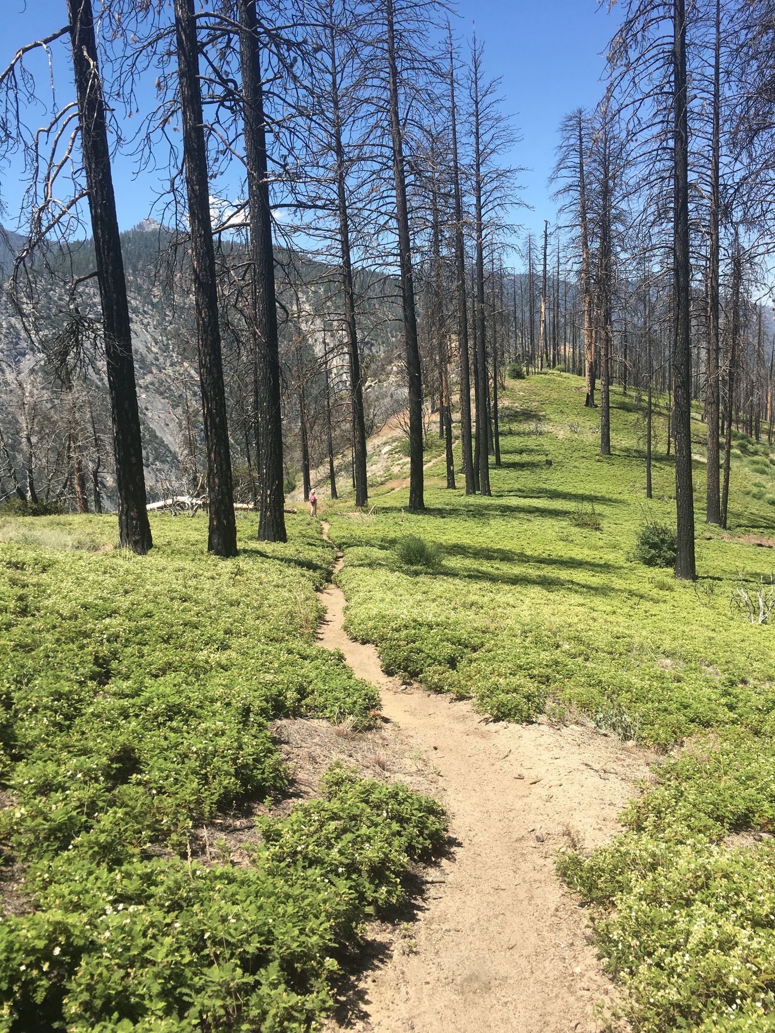 Dirt path winding uphill through green plants and tall burnt trees. - Hotel Creek Trail
