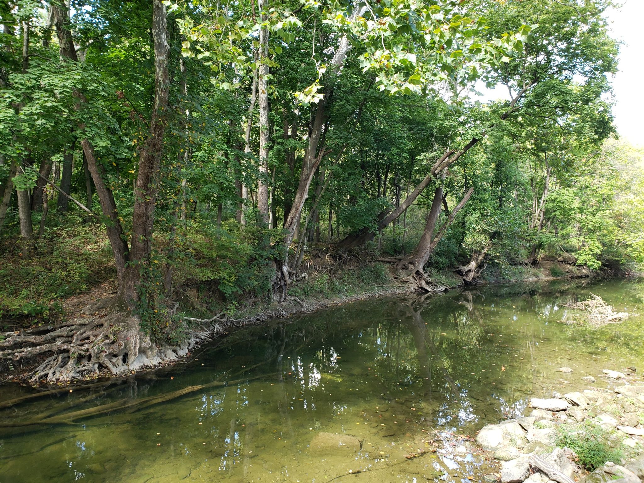 Calm river with exposed tree roots on the bank, lush green forest. - Jordan Creek Parkway loop from Lehigh Valley Mall
