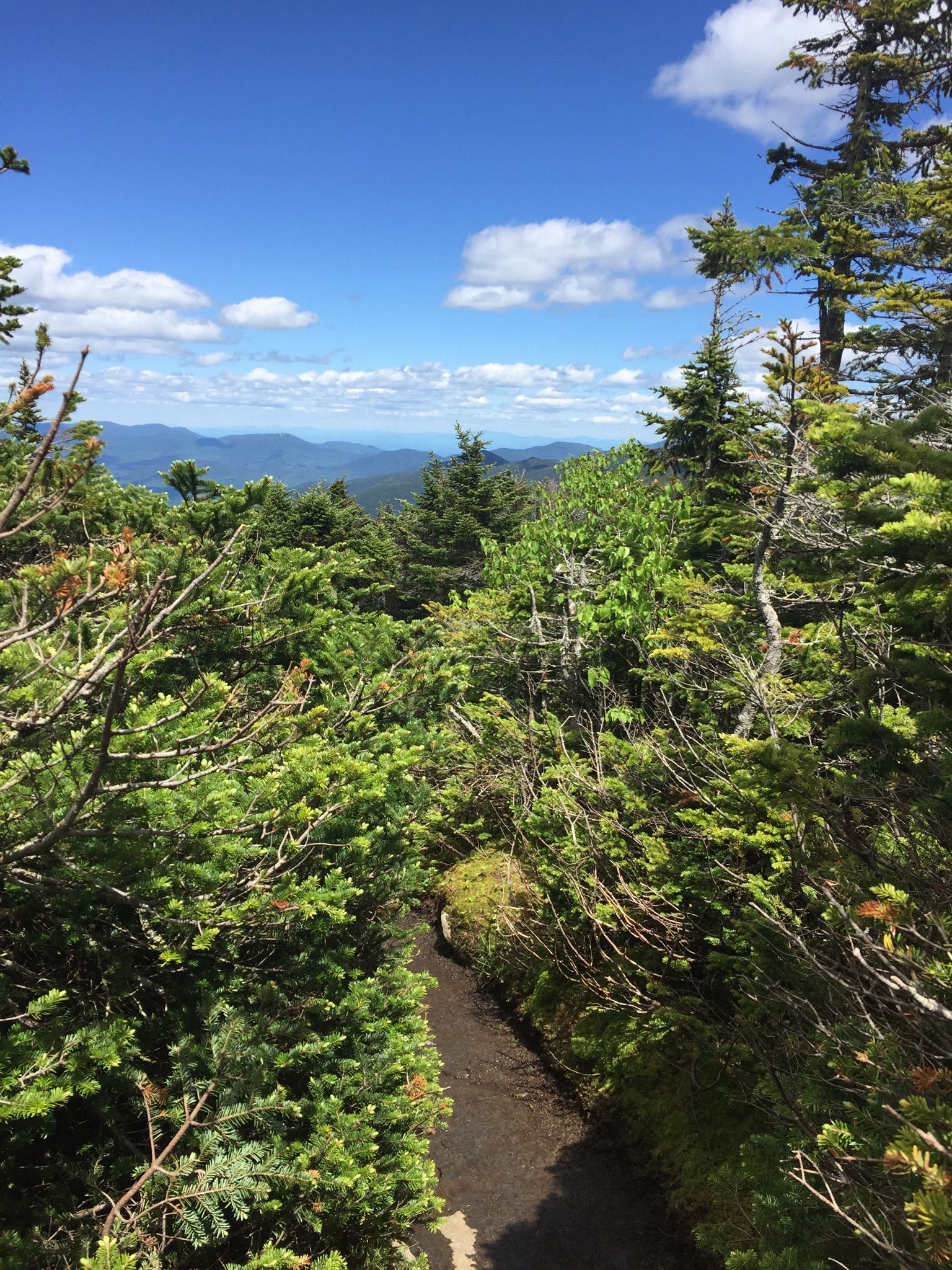 A narrow dirt path winds through dense green trees towards distant mountains. - Mount Marcy via Van Hoevenberg Trail