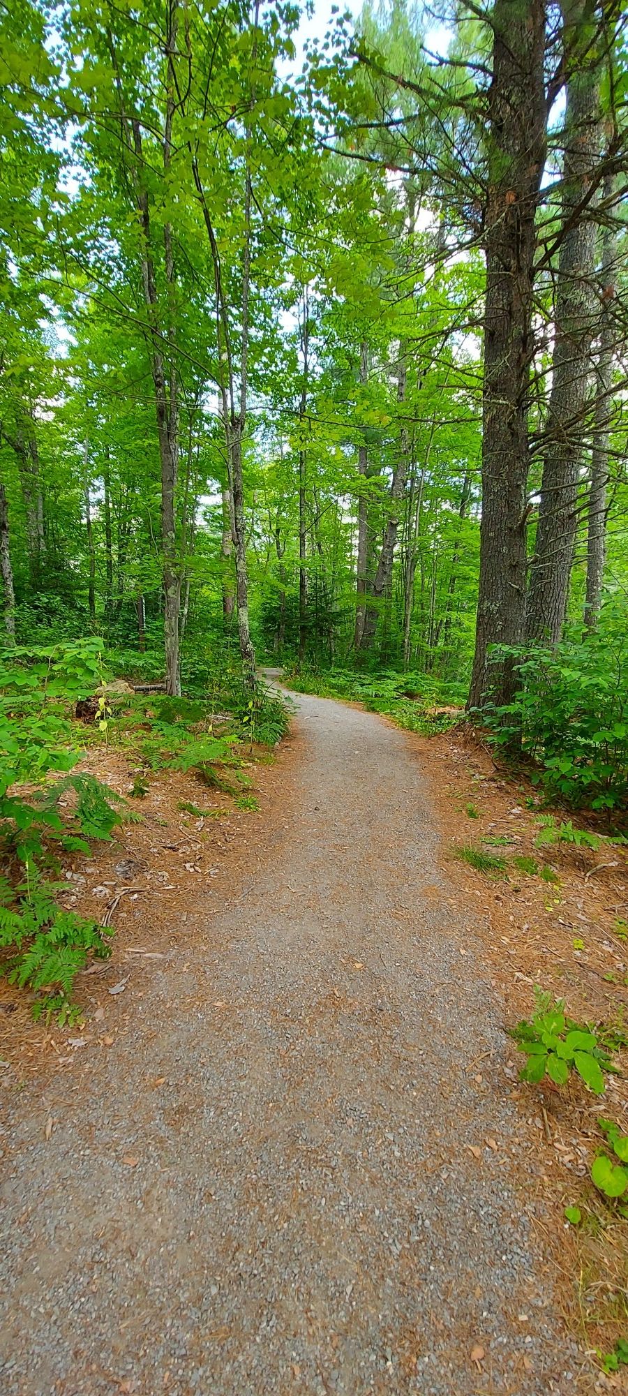A winding dirt path through a lush green forest on a bright day. - O Kun de Kun Falls via North Country Trail
