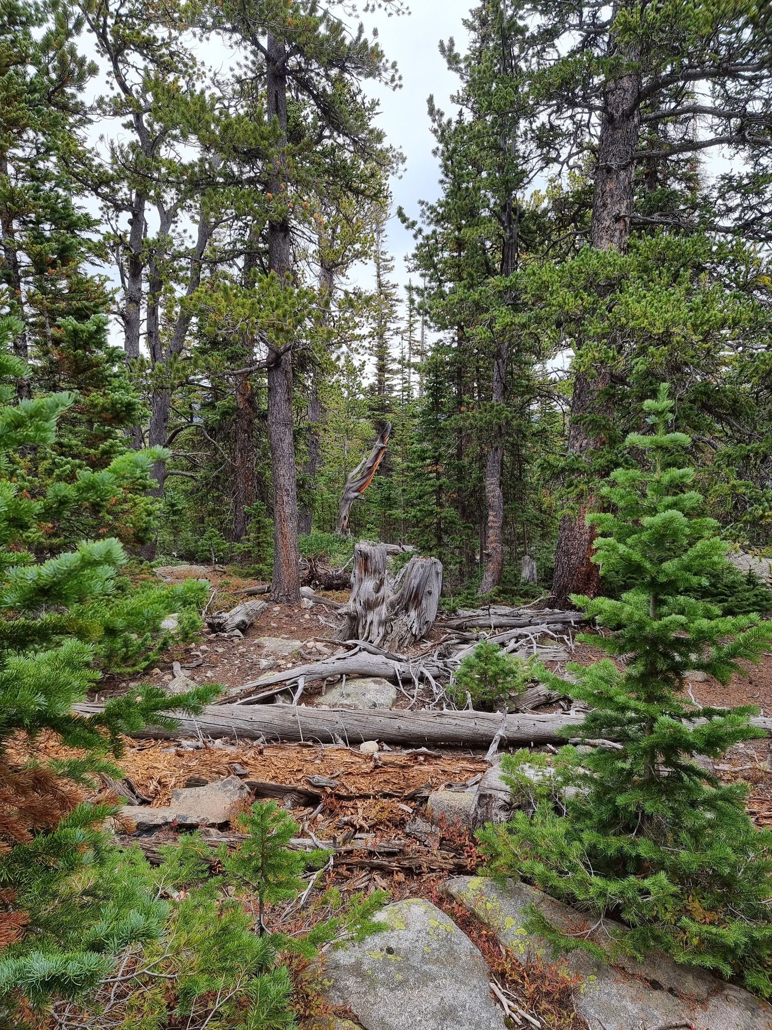 Dense pine forest with fallen logs, tree stumps, and rocky undergrowth. - Waldrop Trail