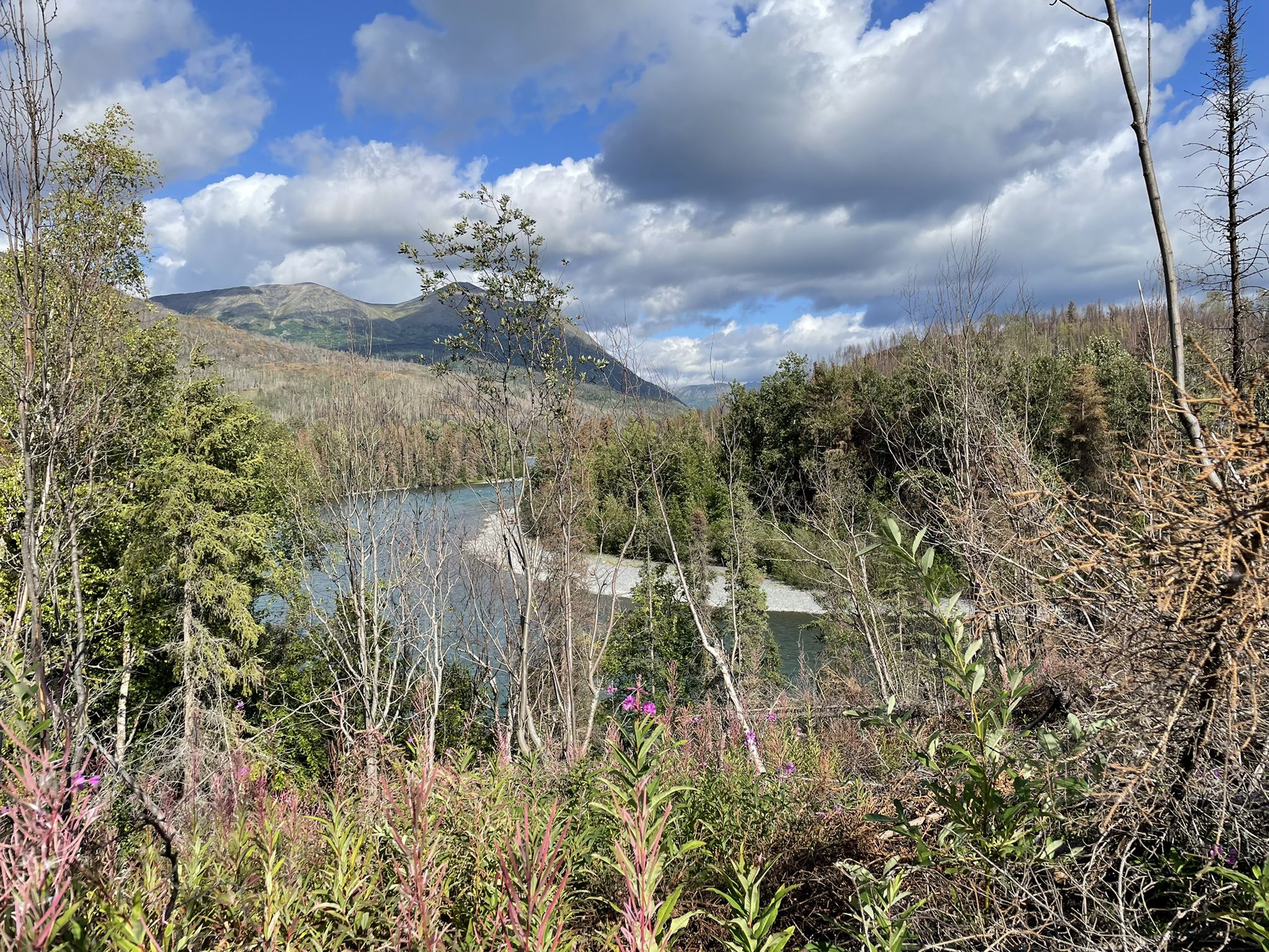 River winds through a valley with burnt trees under a cloudy sky. - Kenai River and Hideout Trail Loop