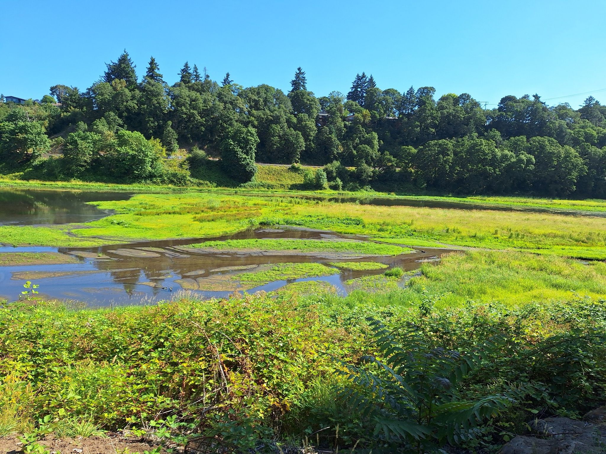 Wetland landscape with green grass, water, and distant trees under a clear sky. - Burnt Bridge Creek and Lewis & Clark Trail Loop