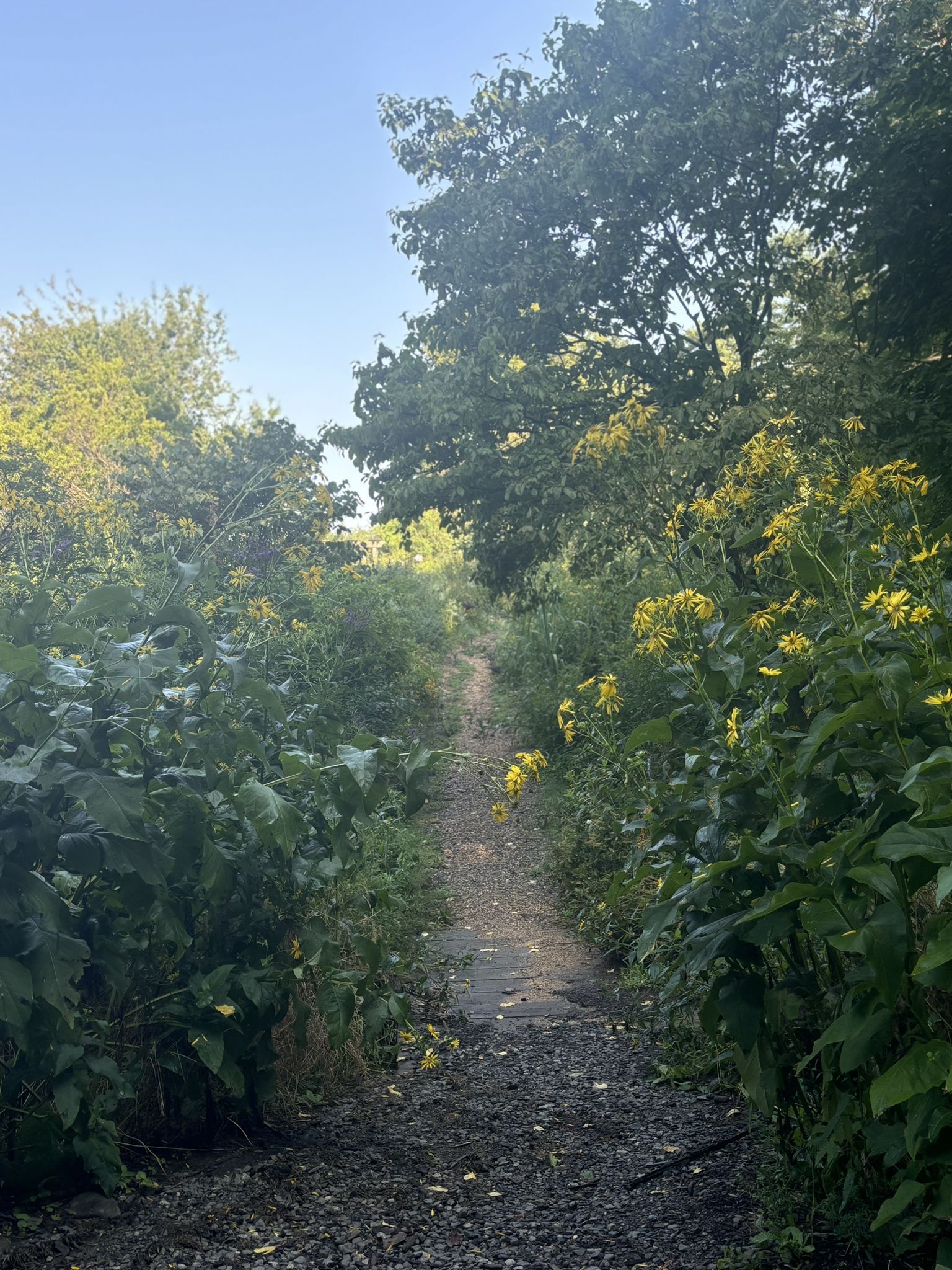 A narrow dirt path winds through lush green foliage and yellow wildflowers. - Green Spring Gardens