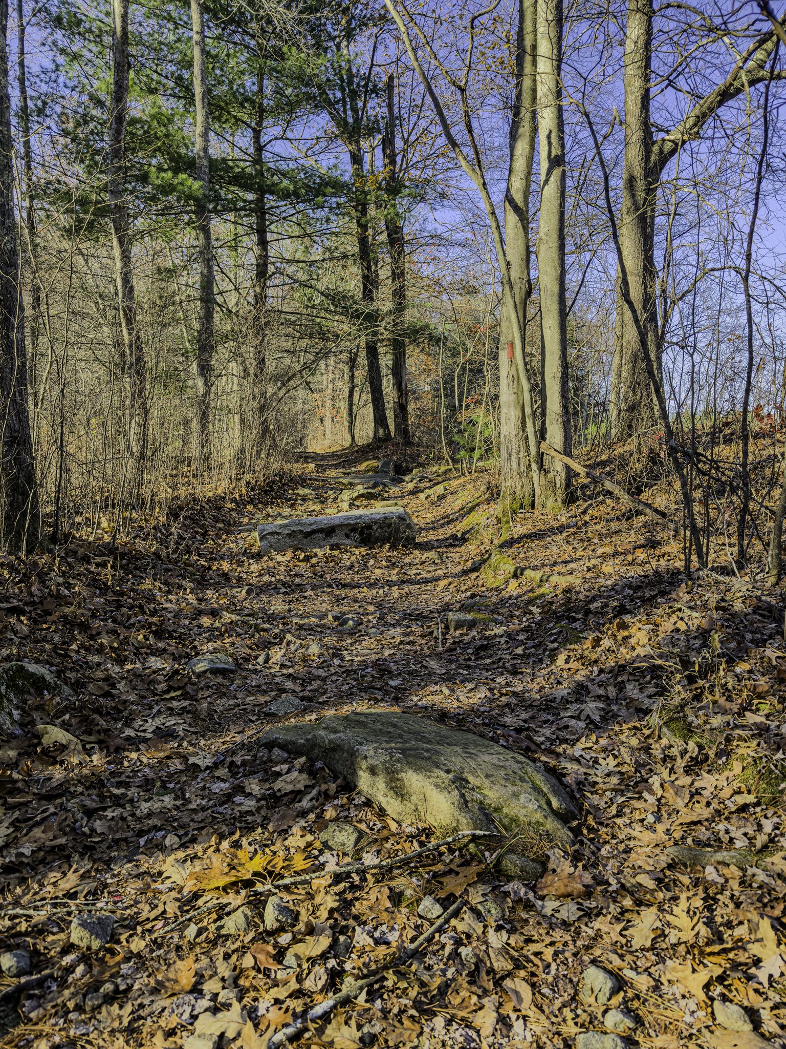 A sunlit forest path with bare trees and fallen leaves, large rocks. - Pond and Outer Loop Trail