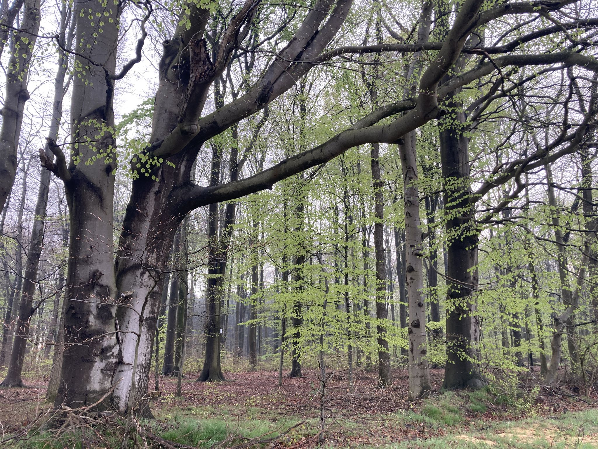 Schönes Buchengehölz