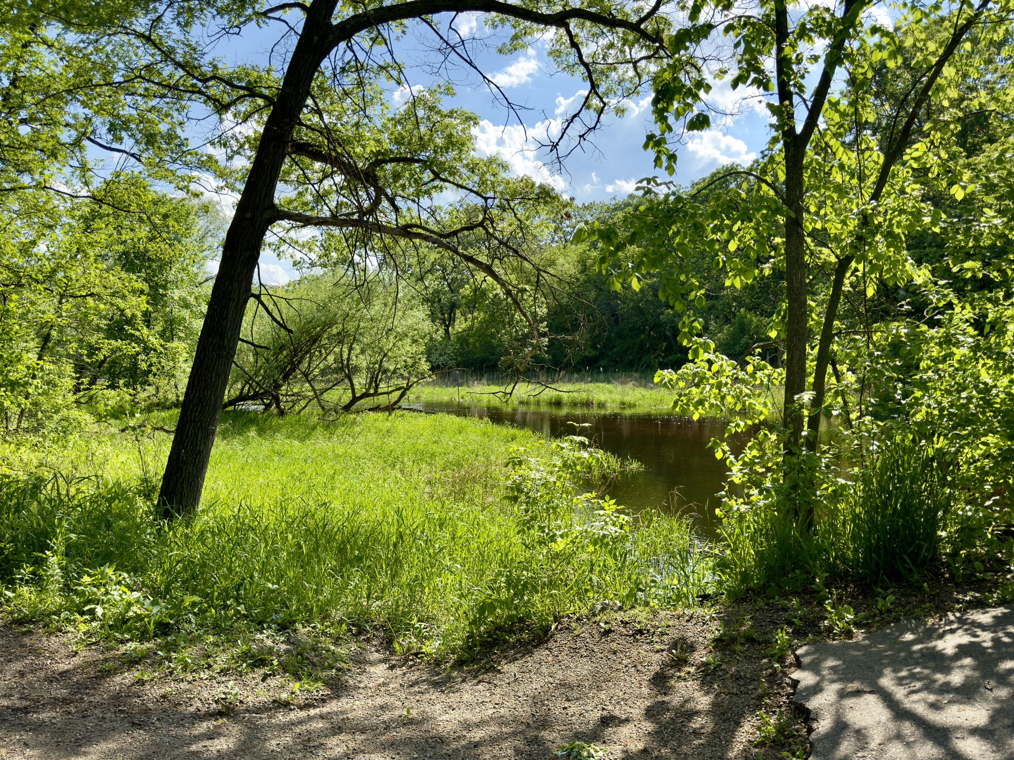 A lush green riverbank with a dark river, surrounded by vibrant green trees on a sunny day. - Running loop from Tonkawood Rd