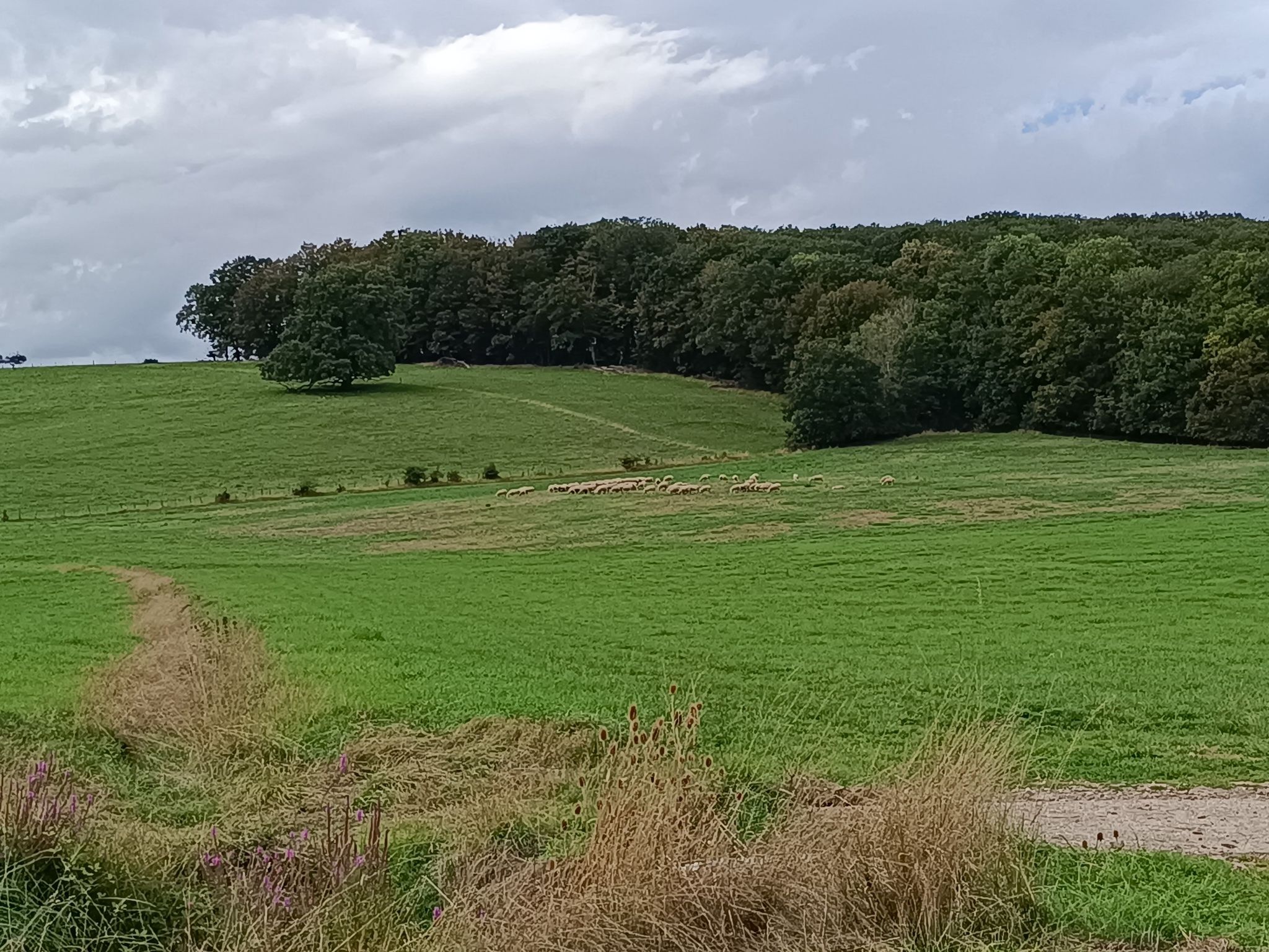 ferme de salival