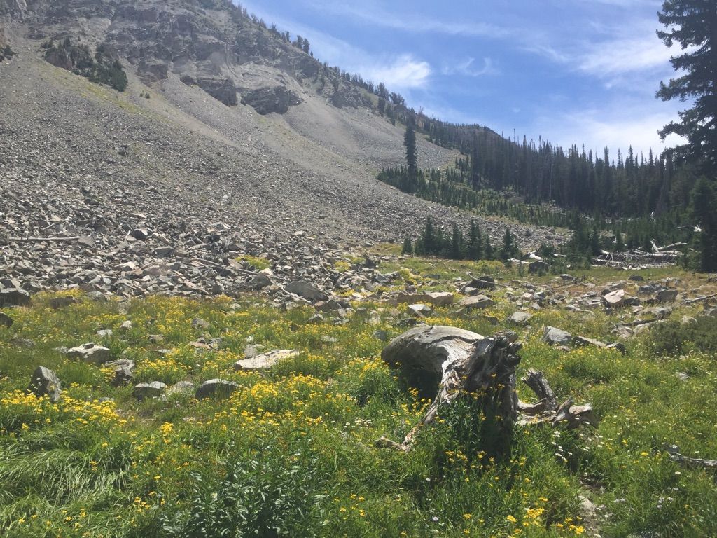 Sunny meadow with yellow flowers, rocky mountain slope, and distant trees. - Norton Lakes and Prairie Lakes Loop Trail