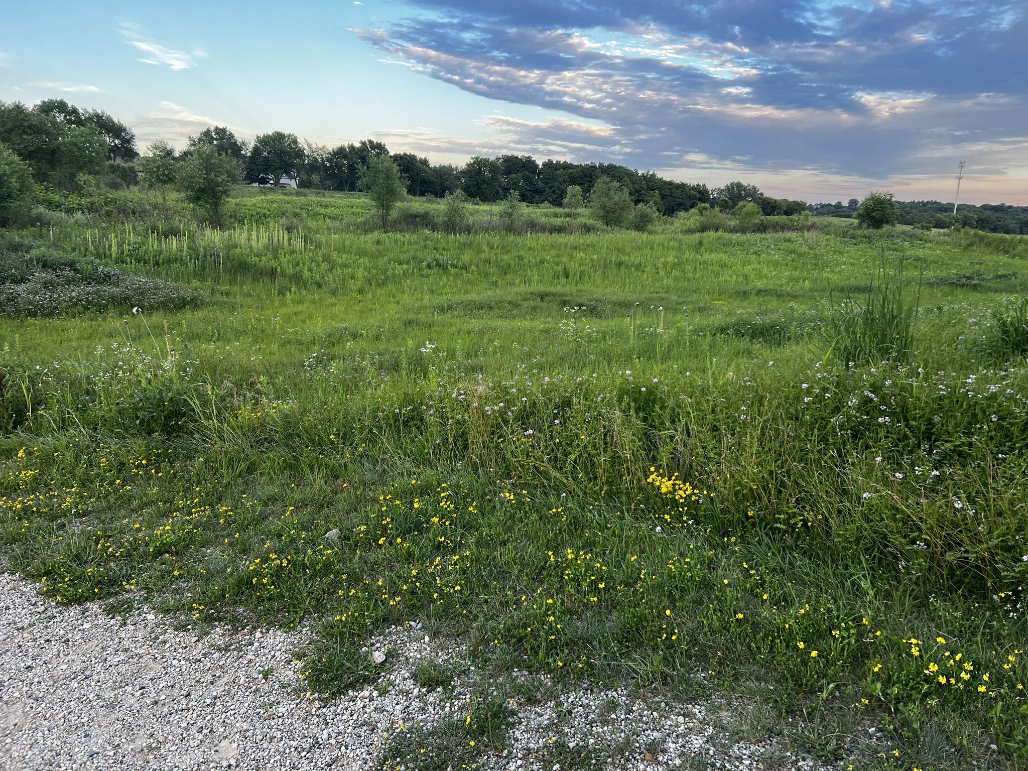 Lush green field with wildflowers, distant trees, and a partly cloudy sky. - Jelkes Creek Bird Sanctuary Trail