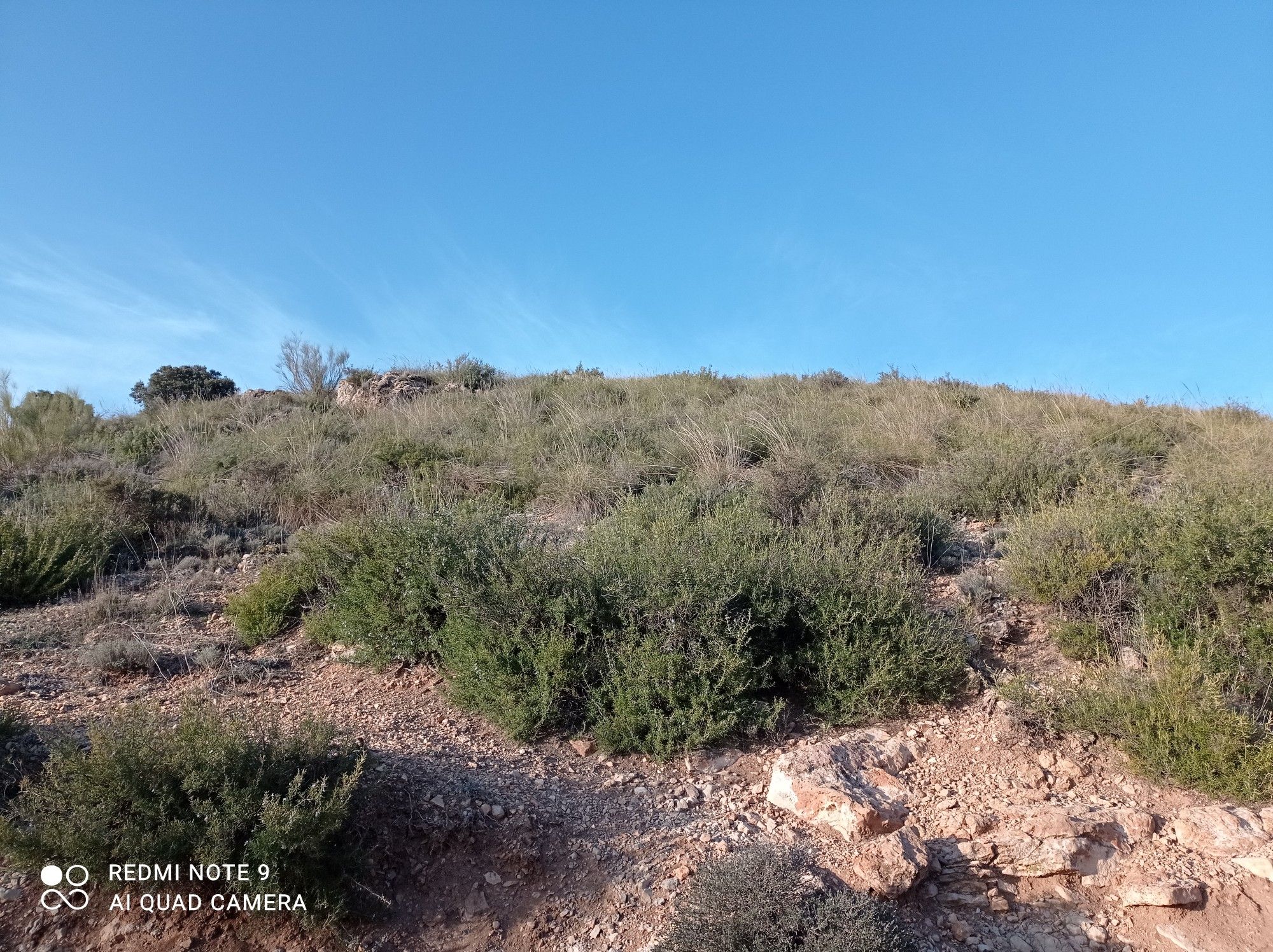 Monte de esparto