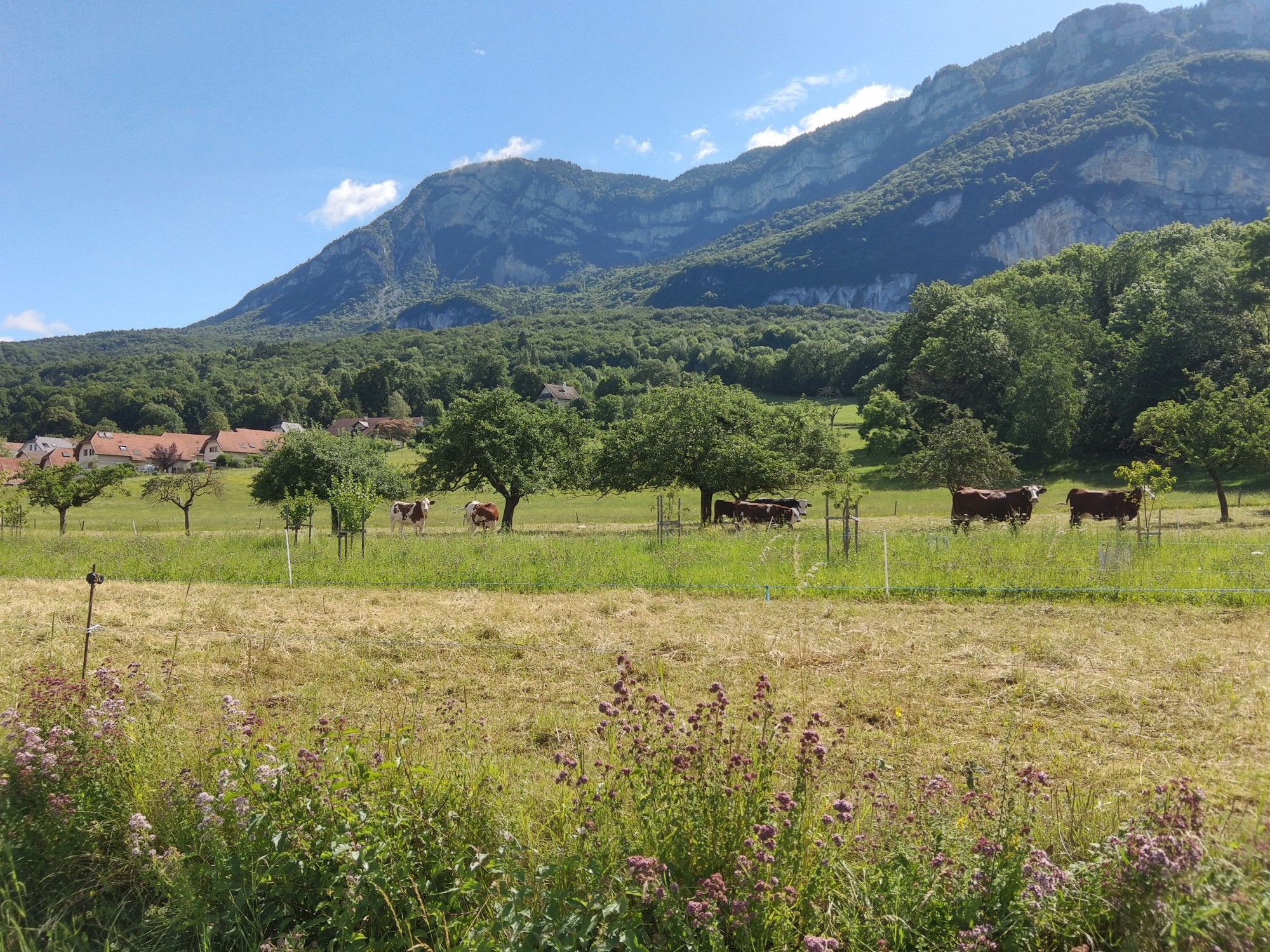 Vaches 