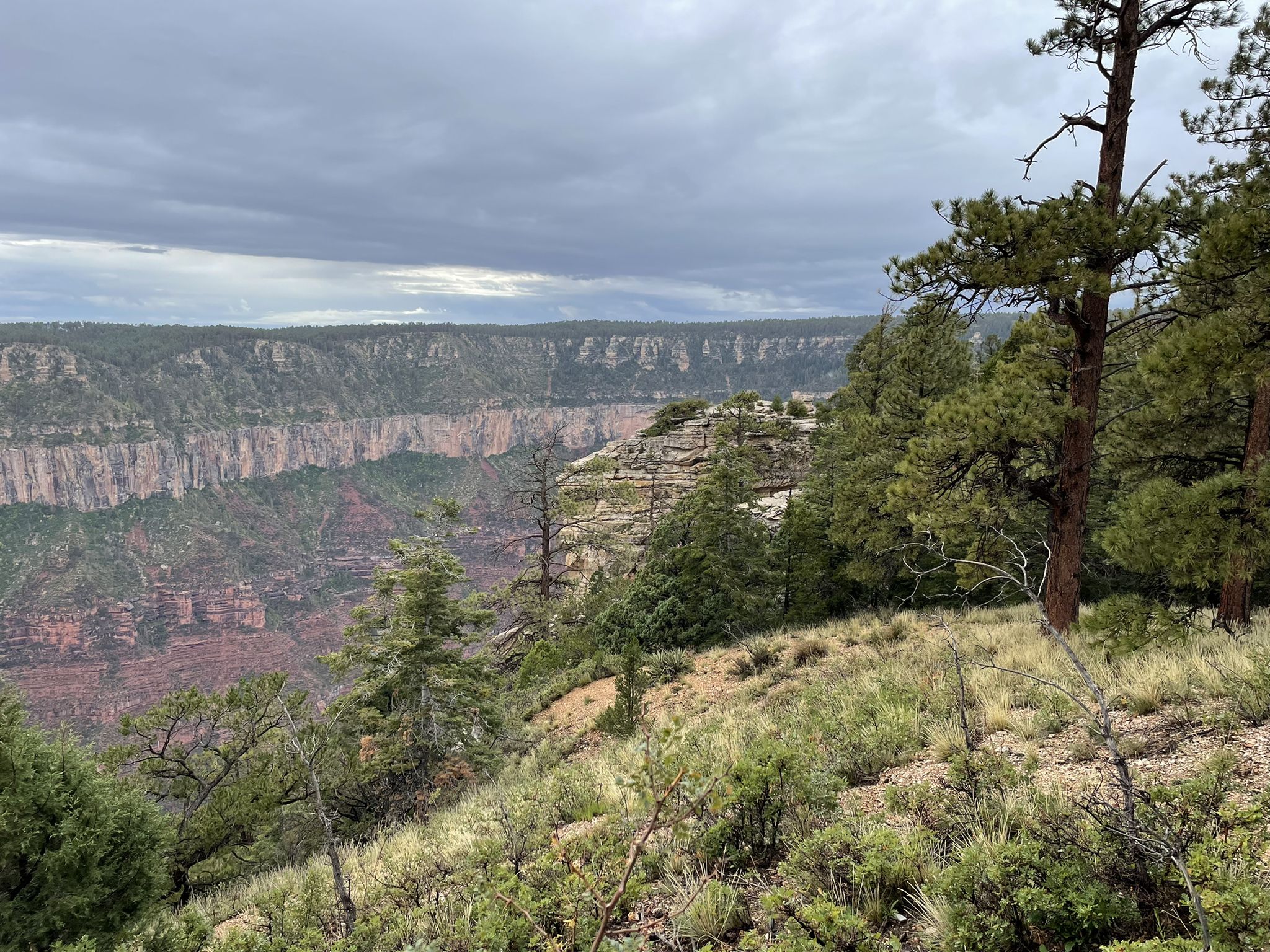 Forested hillside overlooking a distant canyon under an overcast sky. - Transept and Bridle Trail Loop