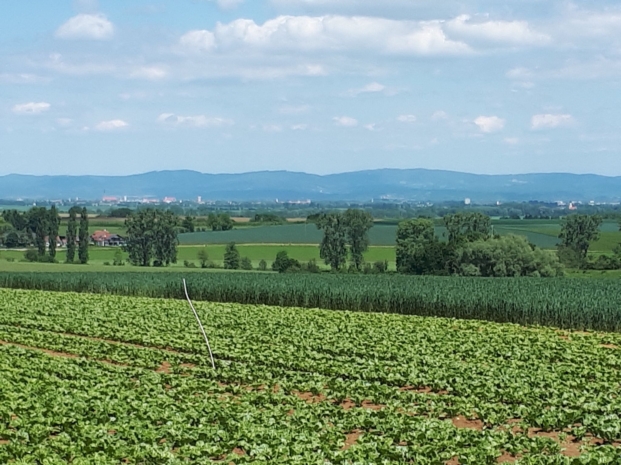 Blick auf Straubing 