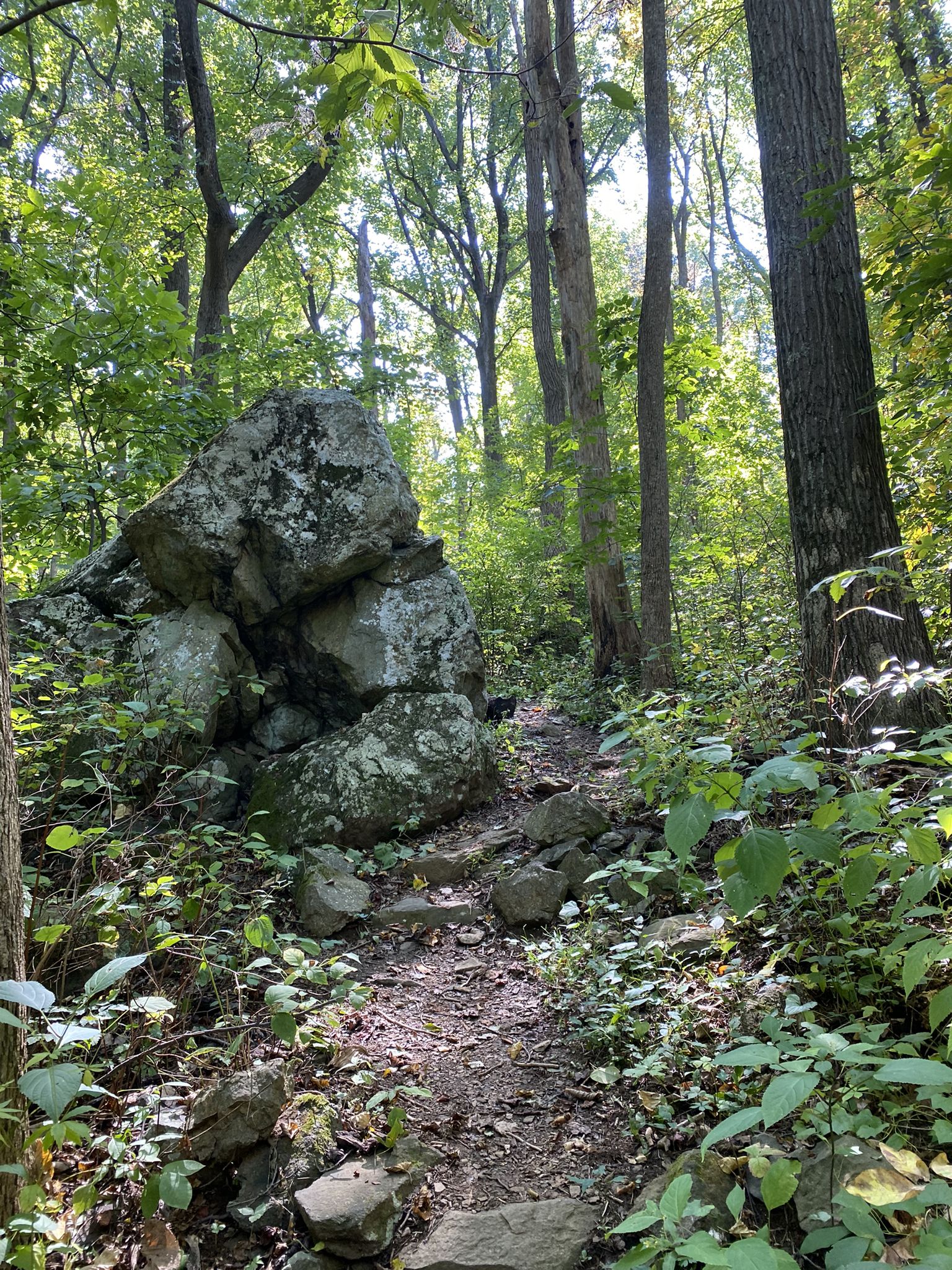 A sun-dappled forest path winds past large mossy boulders. - Appalachian Trail to Whiskey Hollow Shelter