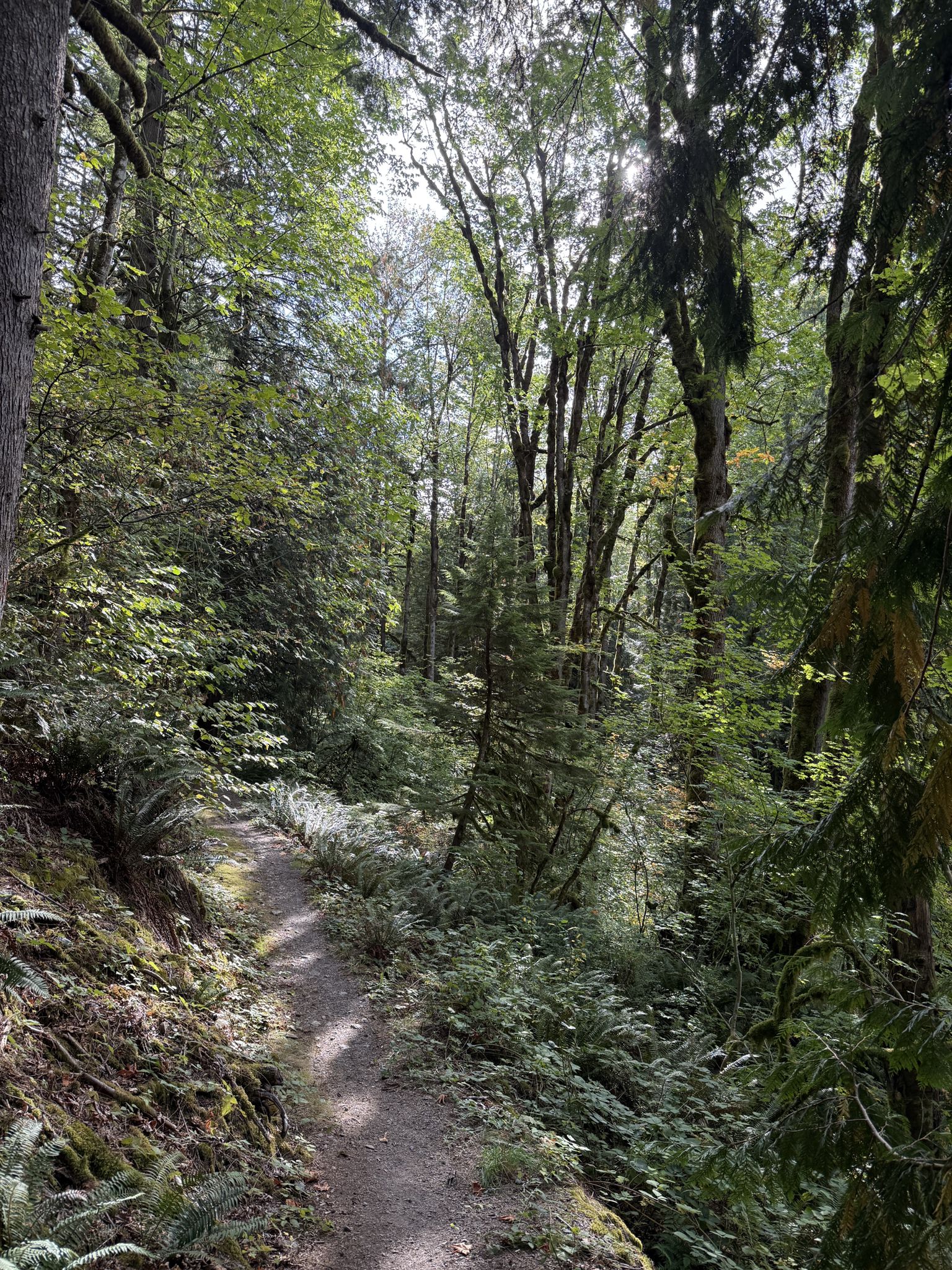 A narrow dirt trail winding through a lush, sunlit forest with ferns. - Sky View Vista Loop