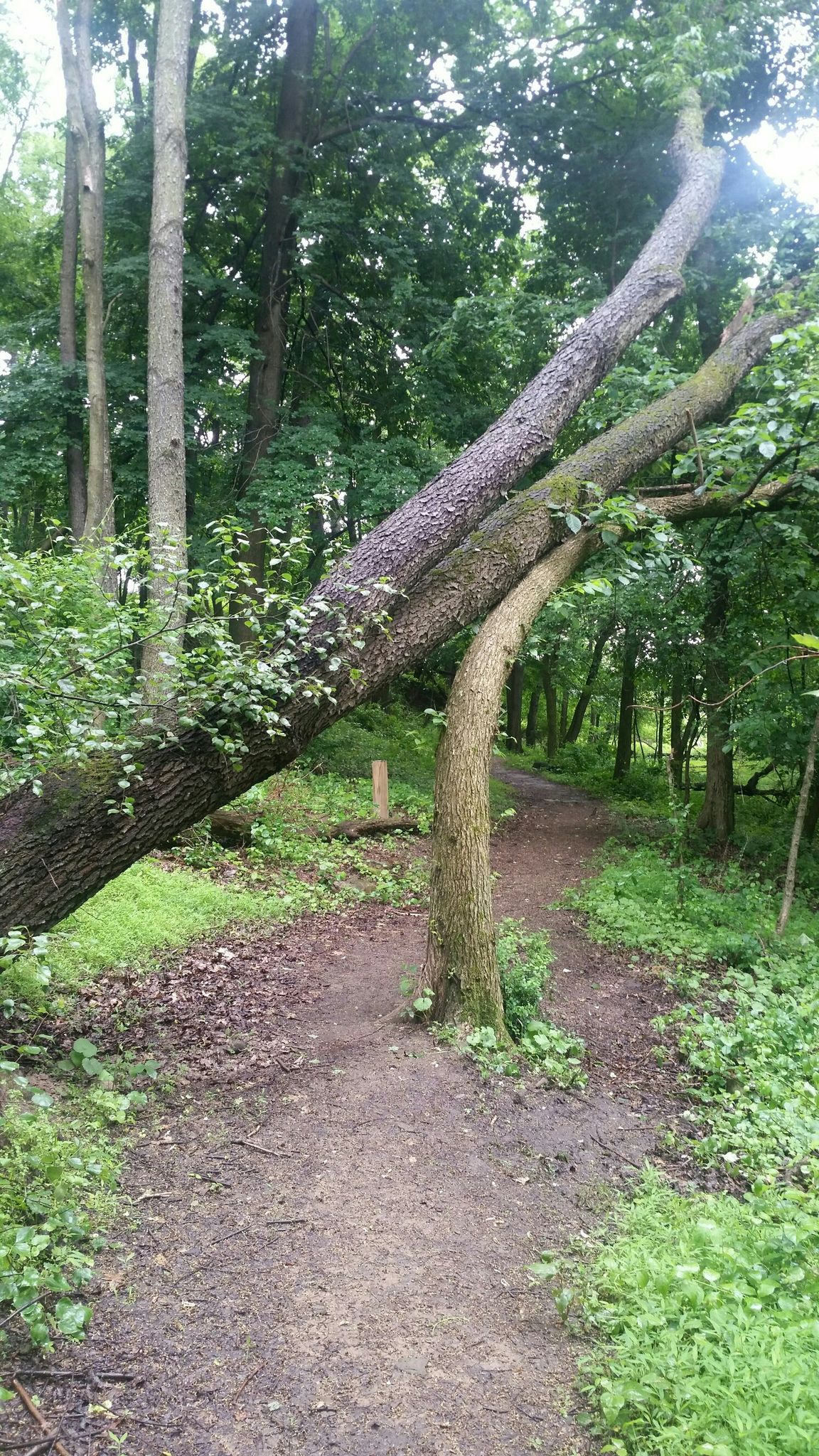 Two large fallen trees leaning over a dirt path in a forest. - Emerald View Trail