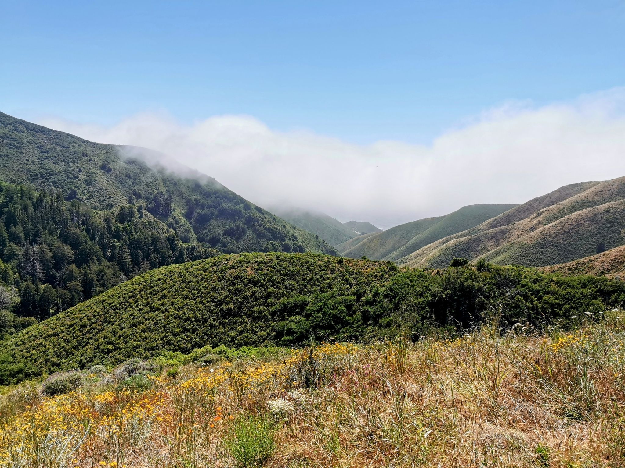 Green, forested hills with fog rolling in under a bright blue sky. - Soberanes Canyon and Rocky Ridge Trail Loop
