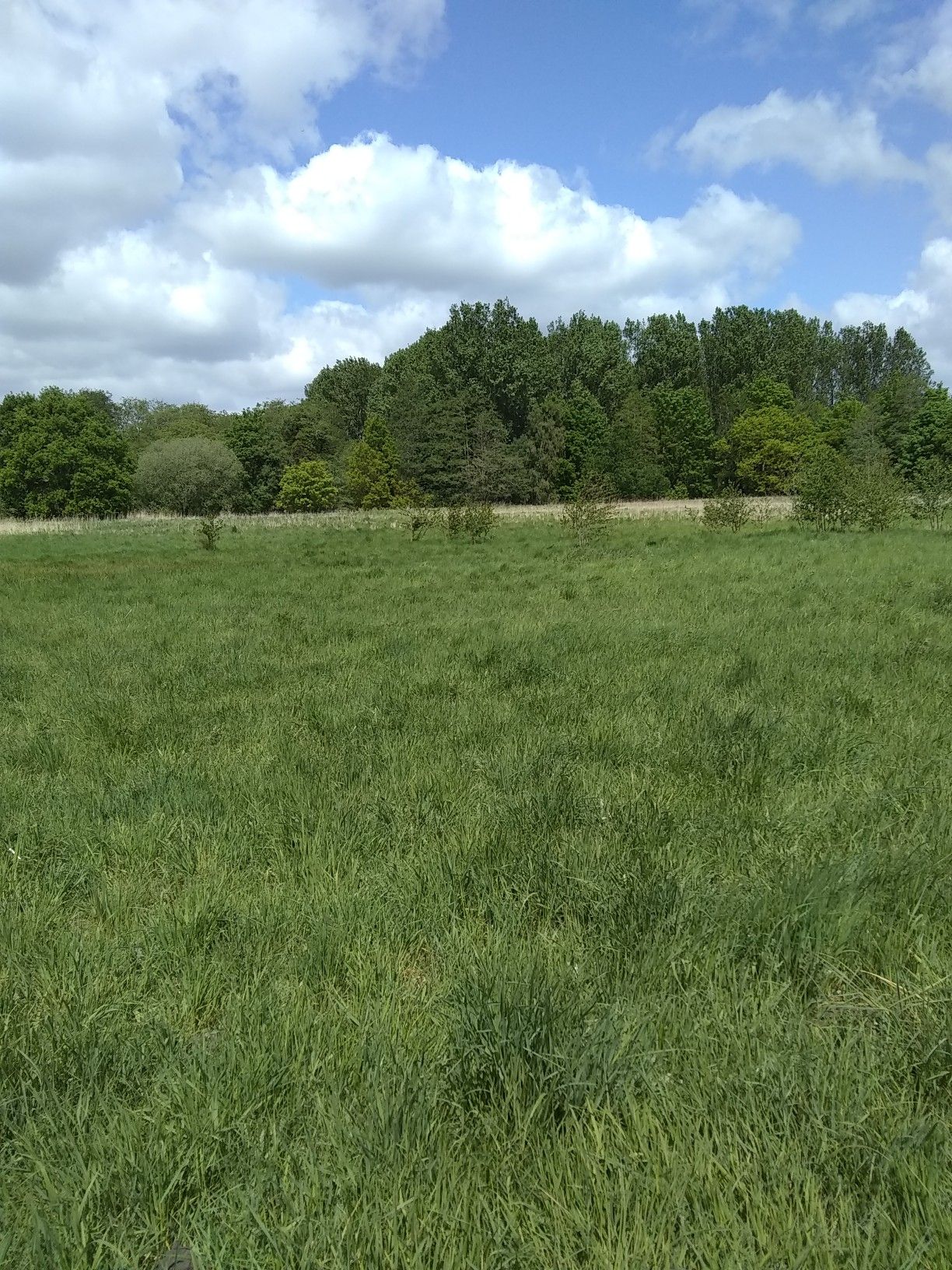 Near Thelneatham Fen