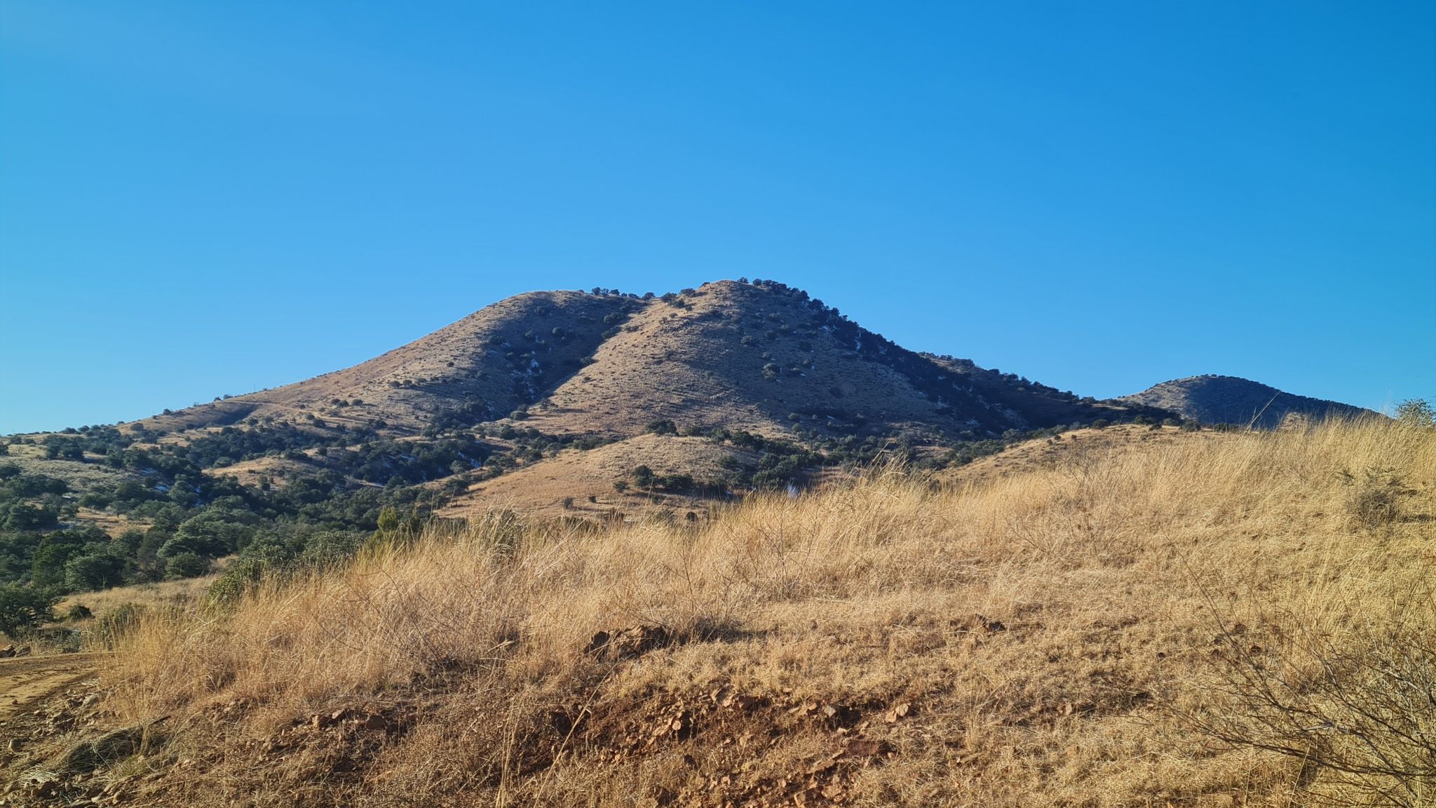 Dry grassy hills under a clear blue sky on a sunny day. - Kentucky Camp loop from Sonoita
