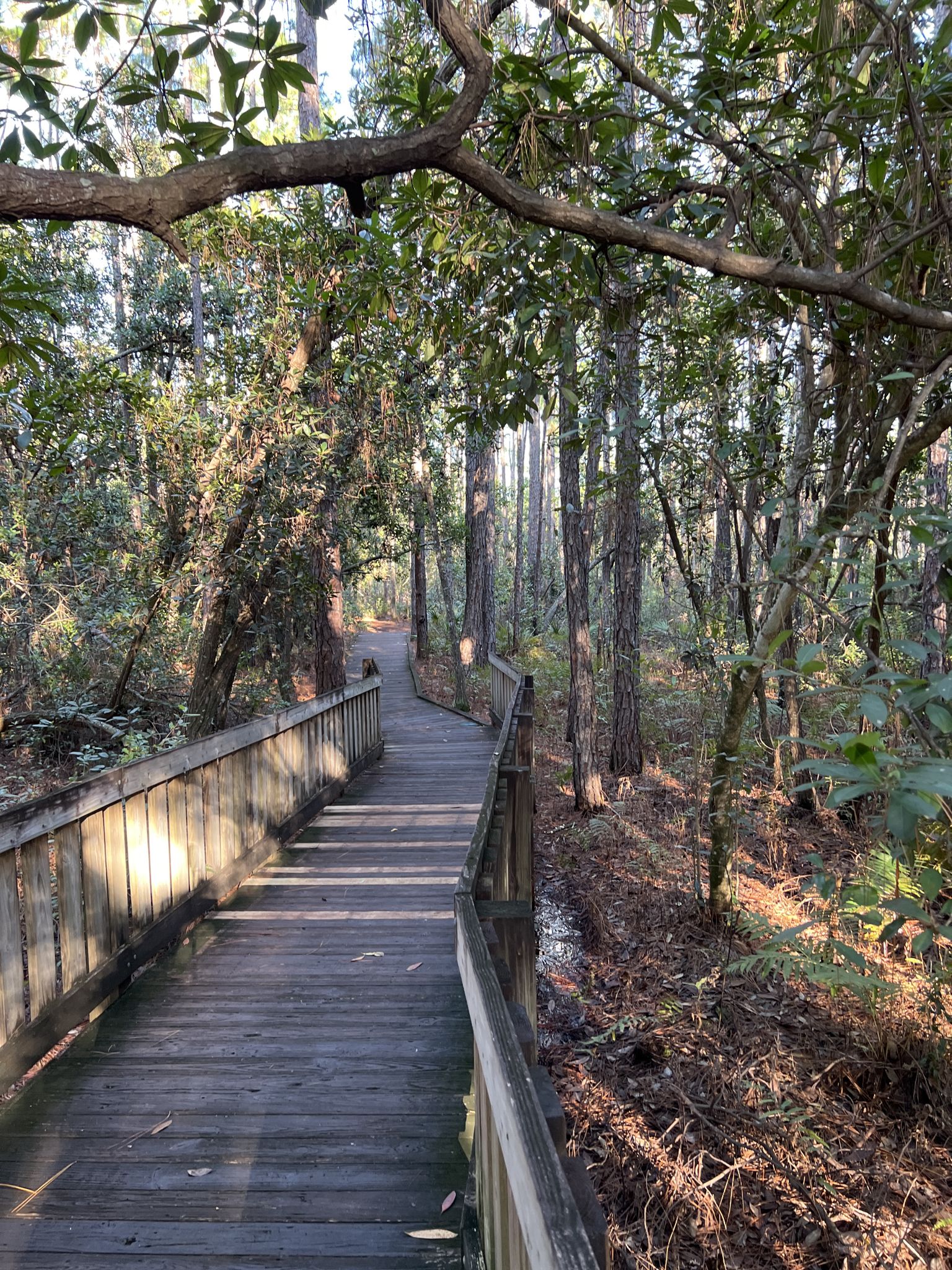 Winding wooden boardwalk through a sun-dappled forest with tall trees. - Fallen Log and Palmetto Passage Loop