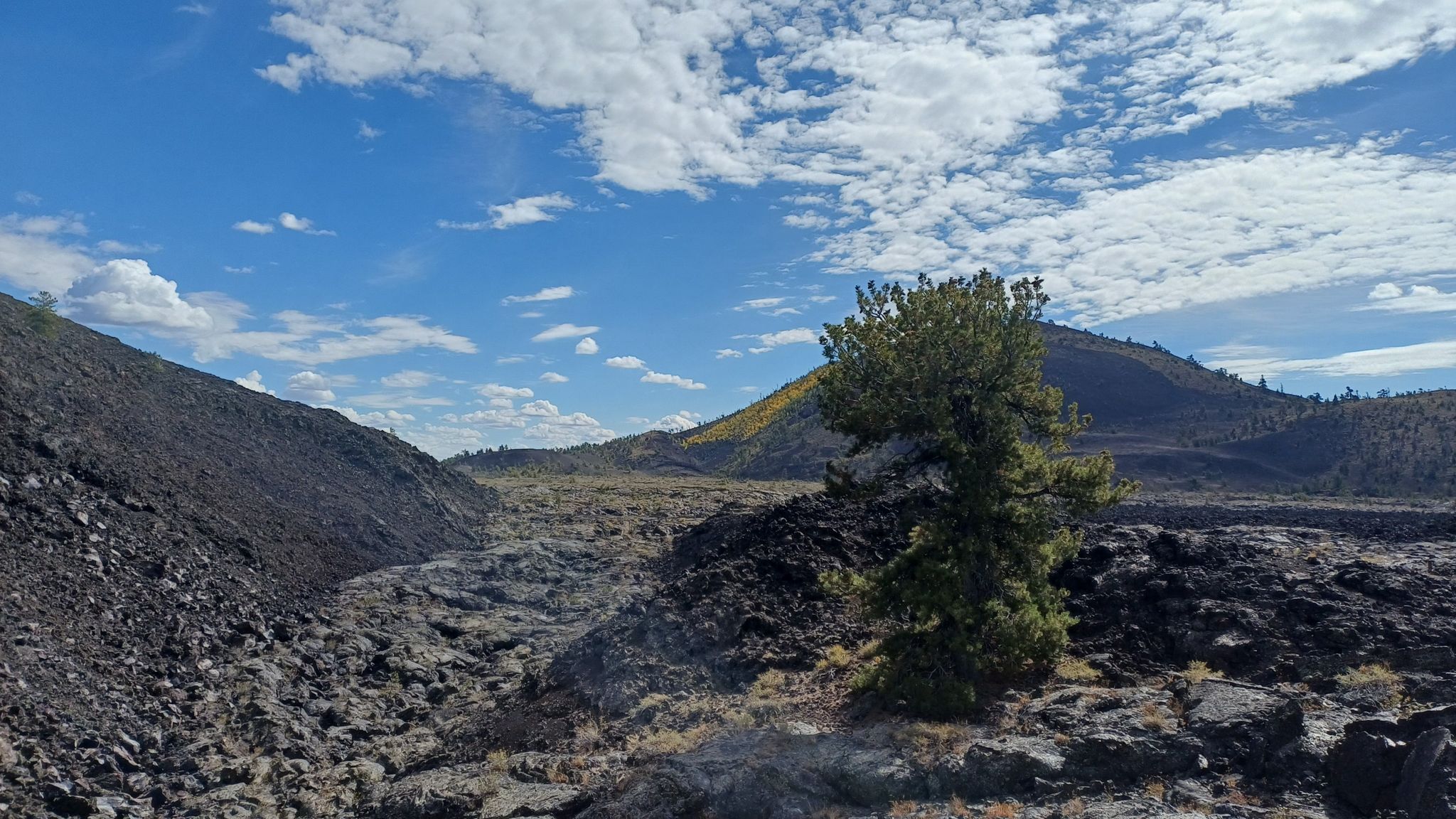 A lone green tree stands amidst dark volcanic rock under a bright blue sky. - Broken Top Loop Trail